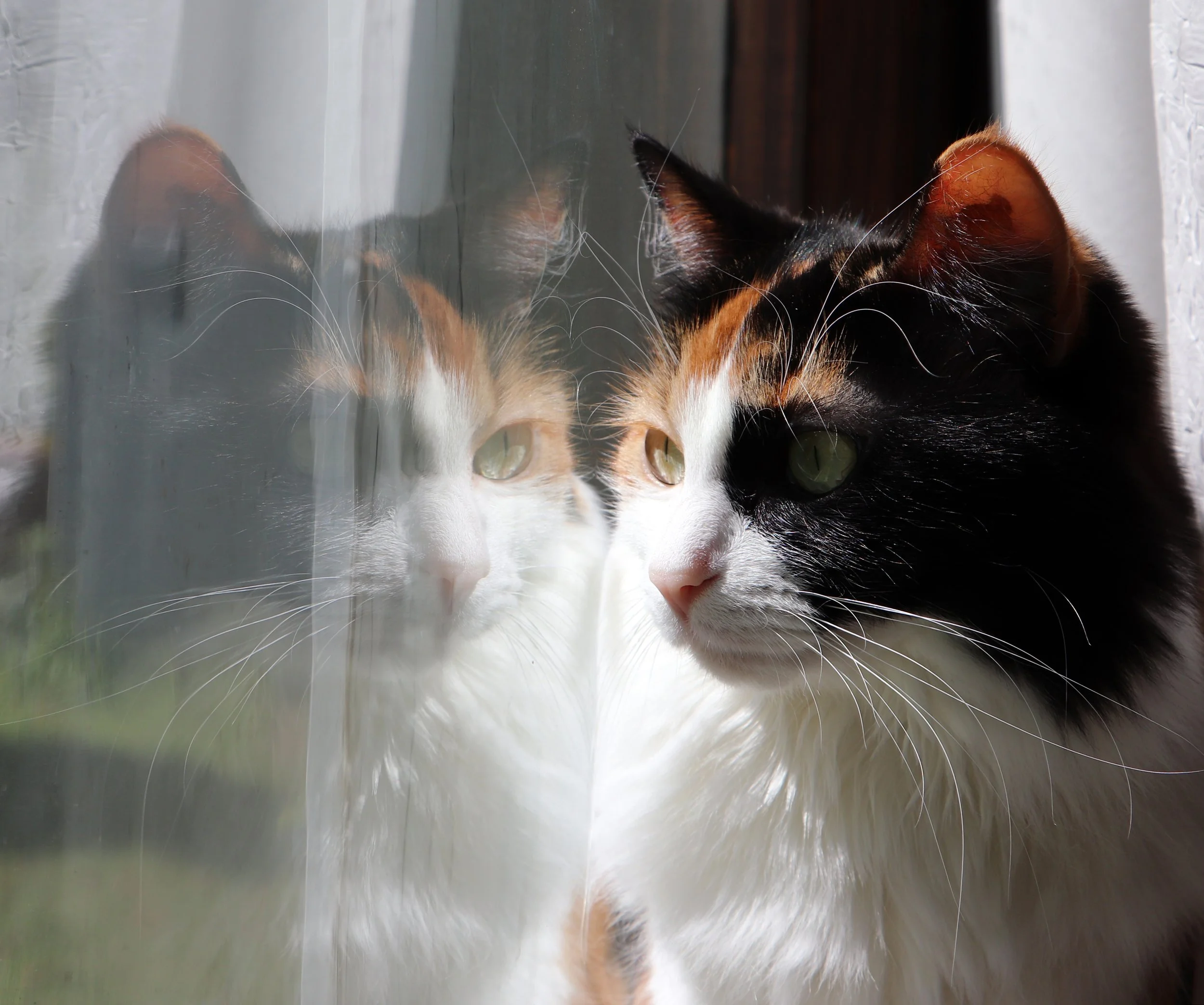 Calico Cat
