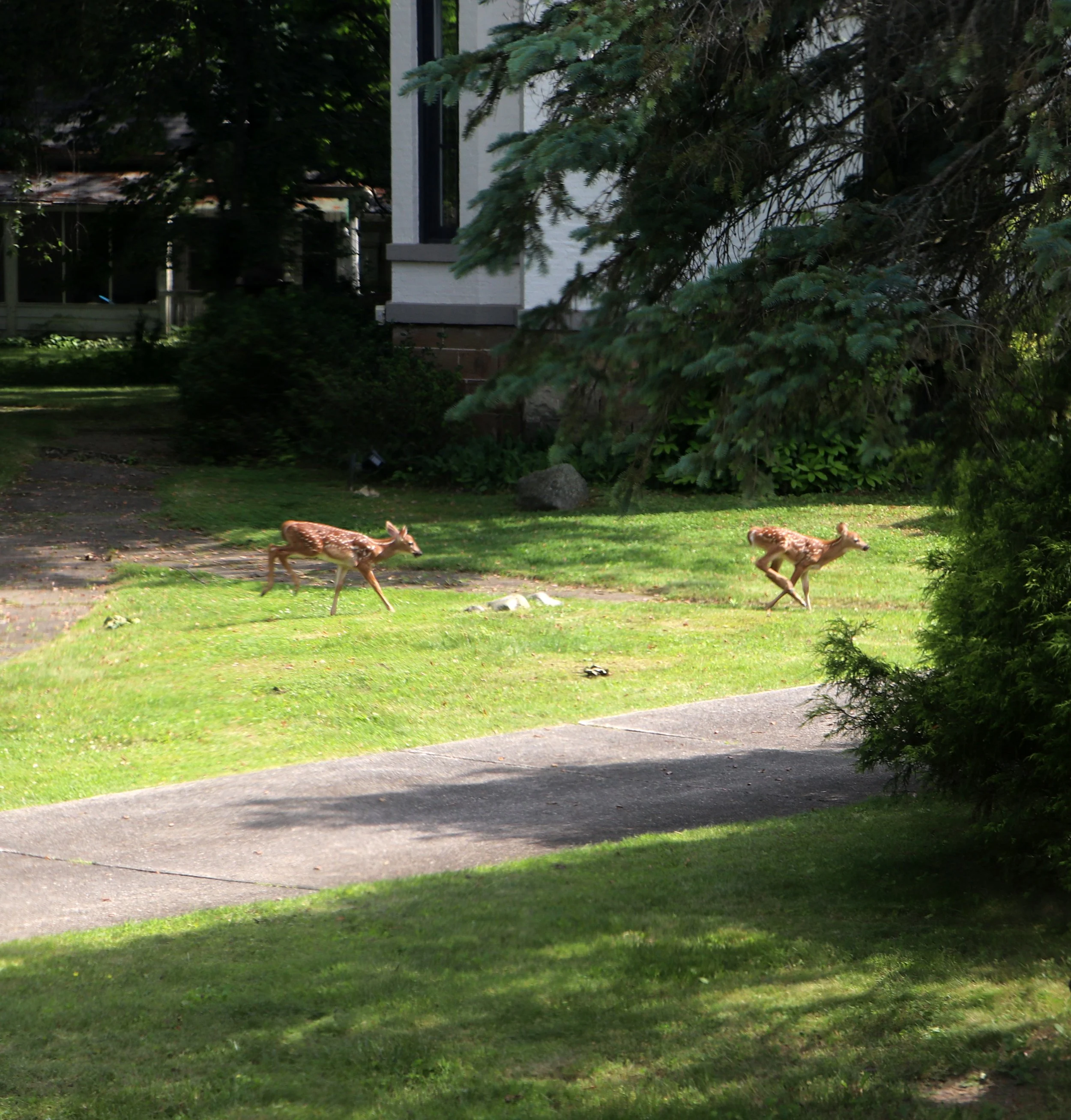 Marshall Michigan Fawns