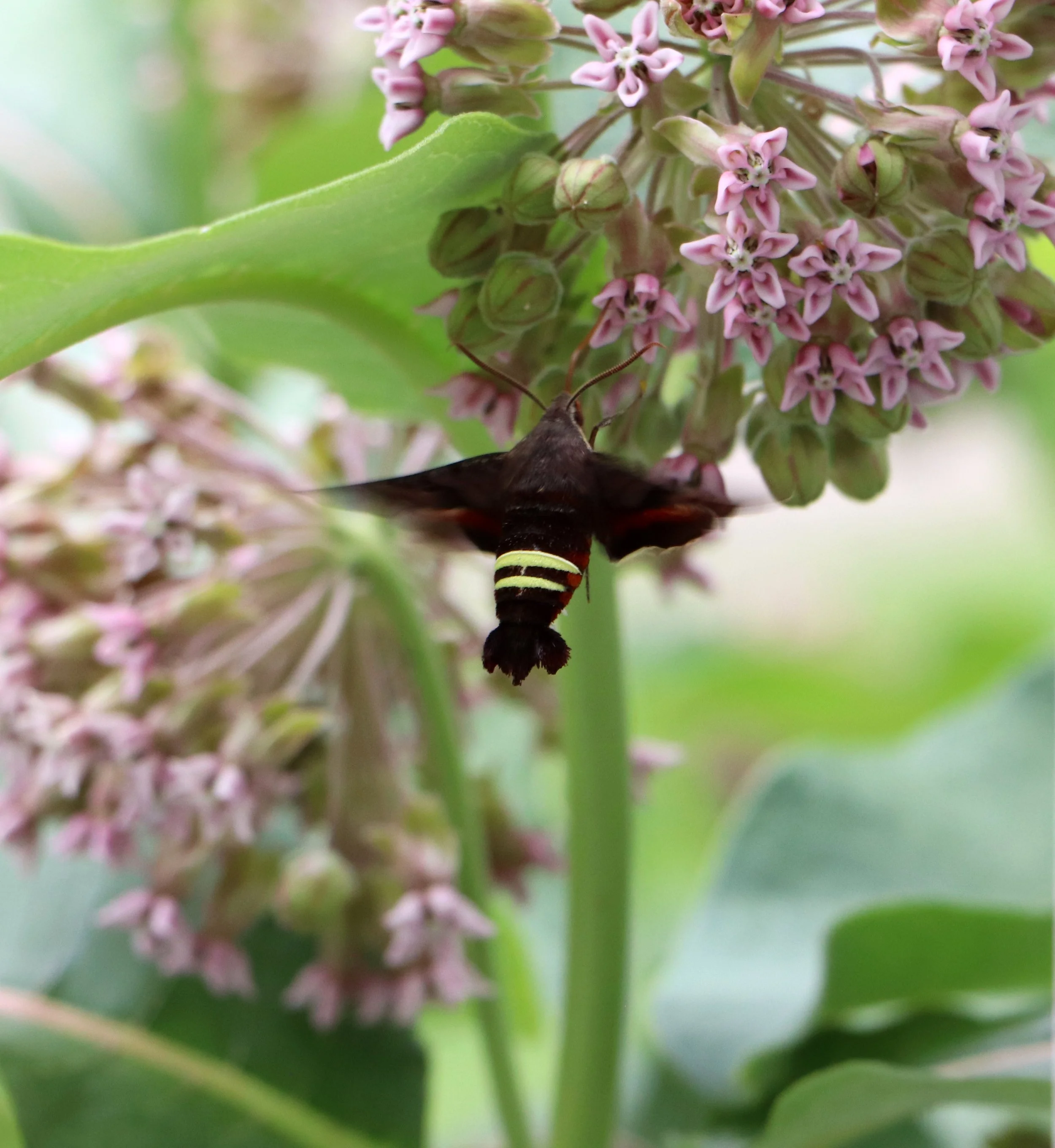 Unlike the vast majority of moths that hide until the dead of night, the Nessus sphinx is primarily diurnal and crepuscular. This means they love flying in the bright afternoon sun and right around dusk