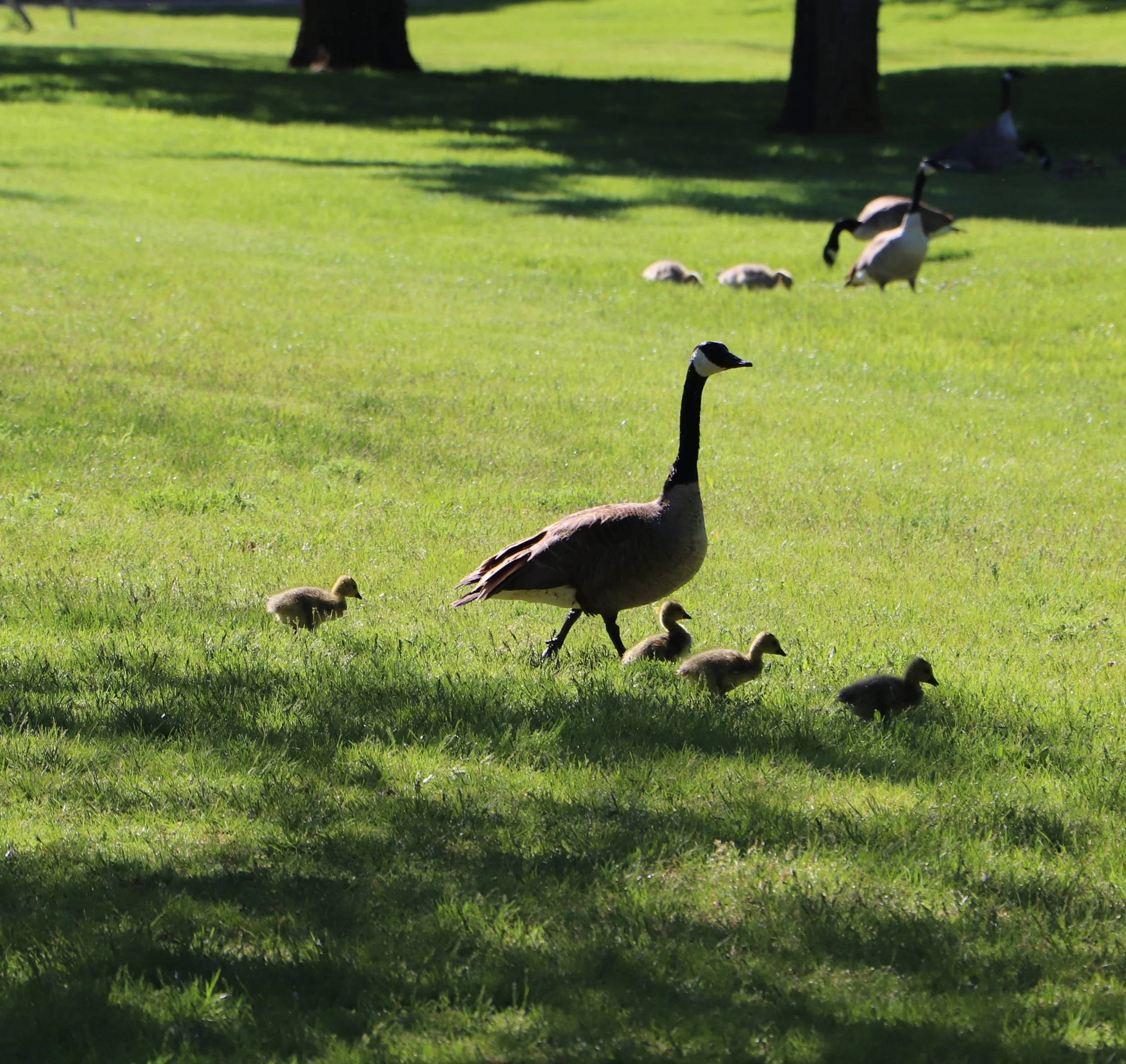 A goose walking on a grassy field with its several ducklings nearby, and other adult geese in the background.