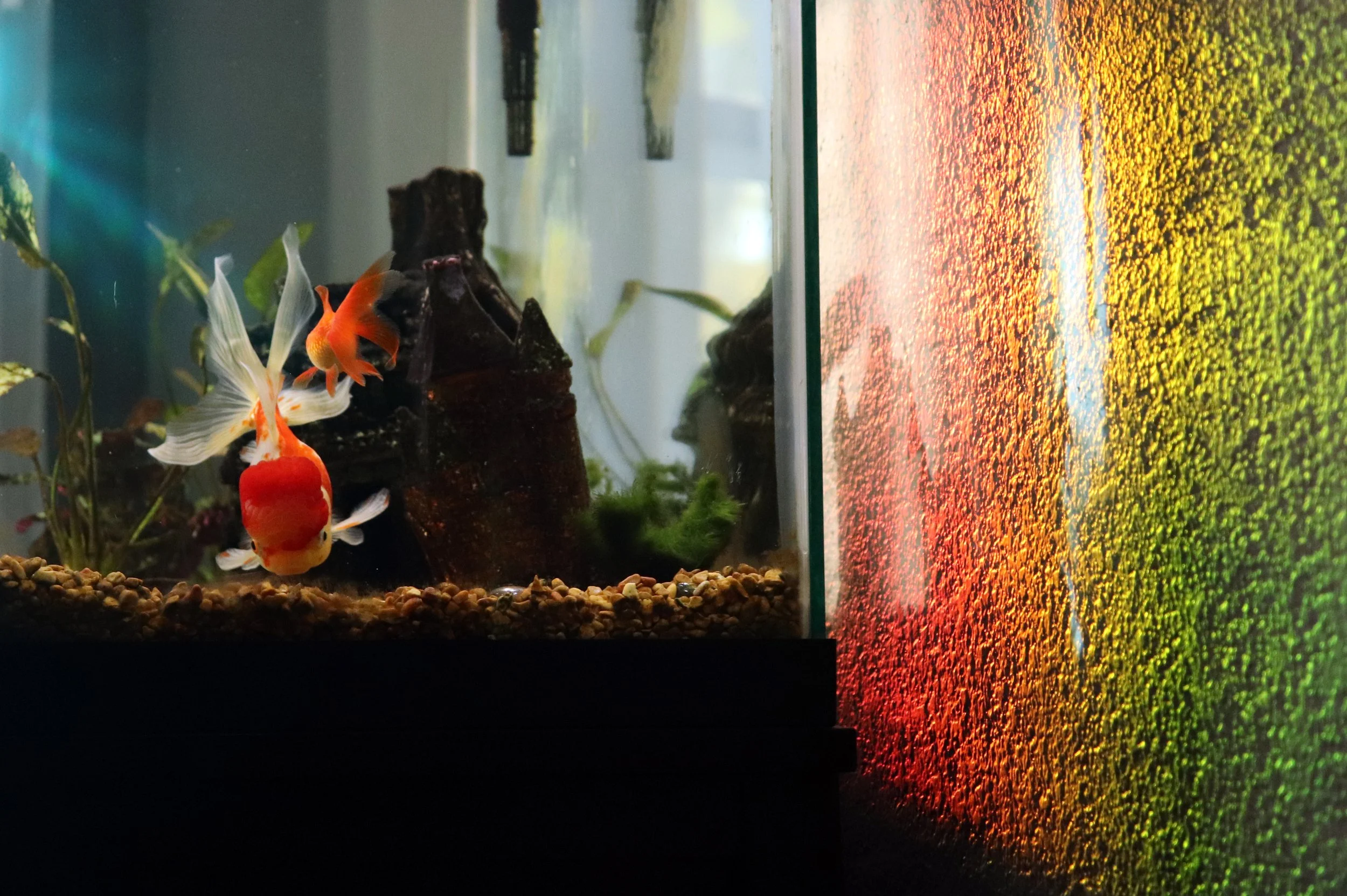 A close-up of a fish tank with two goldfish swimming among aquatic plants, rocks, and driftwood, with a textured, colorful background that resembles a sunset or sunrise.