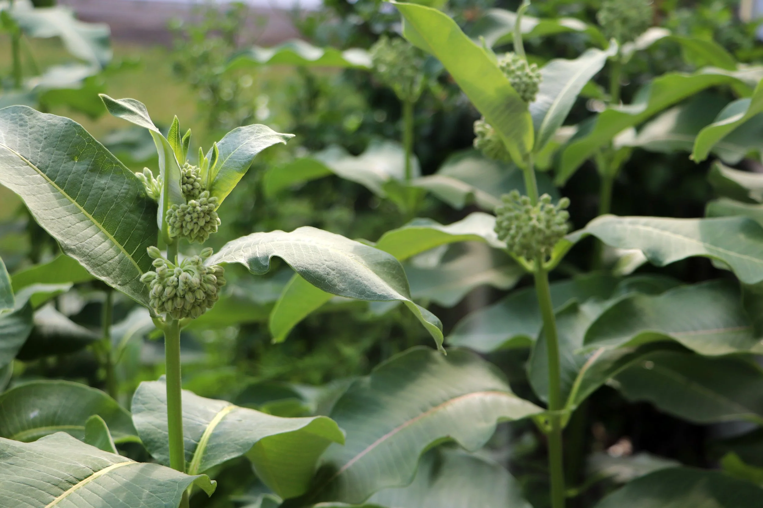 Milkweed