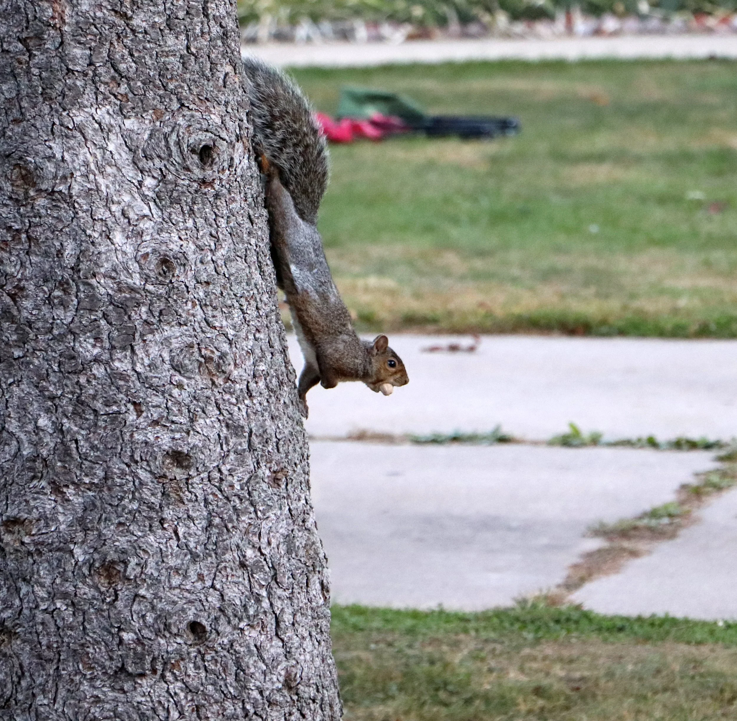 Eastern Gray Squirrel