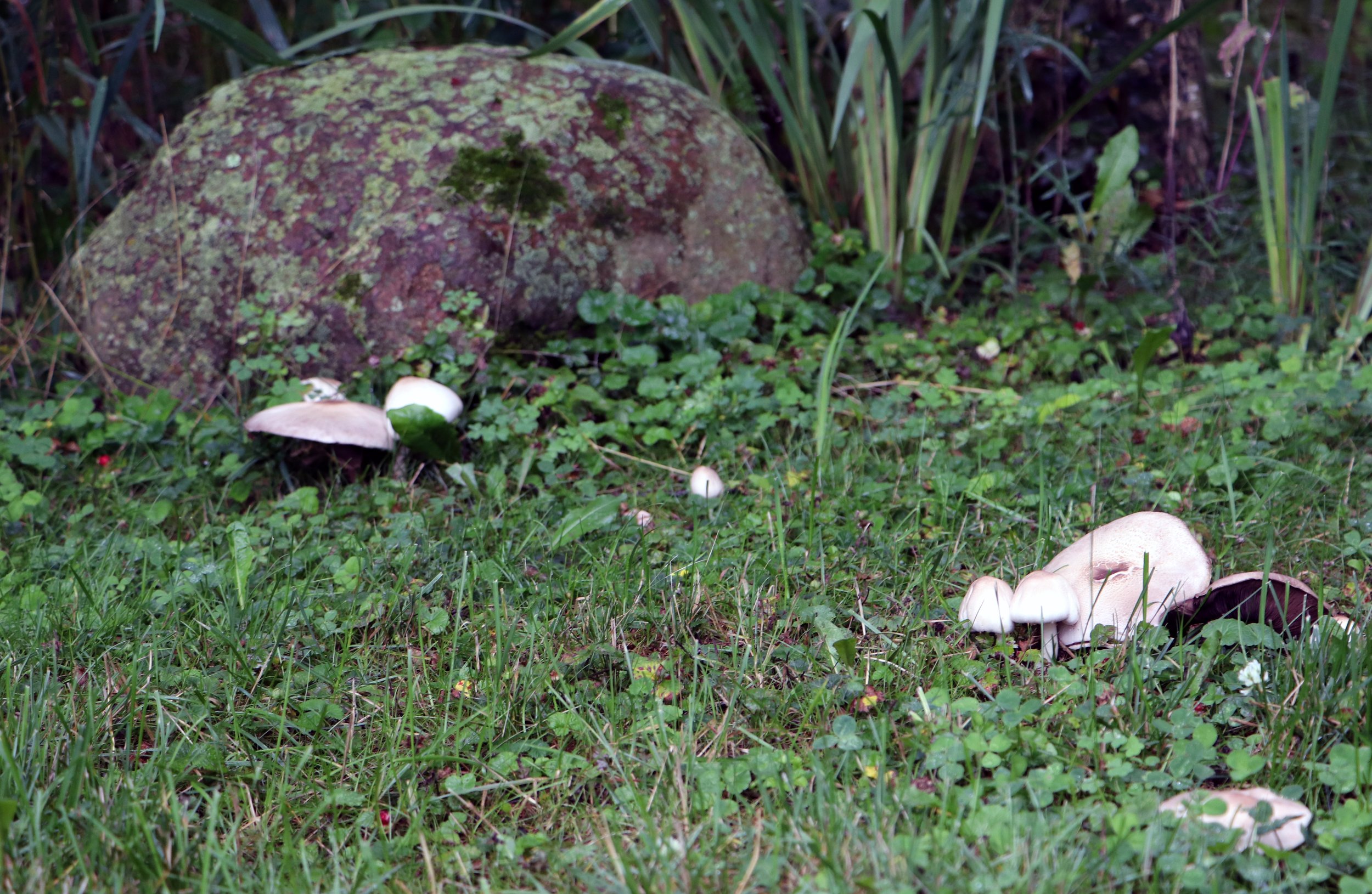 
Mushroom foraging invites adventurers into the enchanting world of fungi, where nature's treasures await discovery. From delicate chanterelles to robust porcini, the forest floor teems with fascinating fungus varieties. Foraging offers a sustainable
