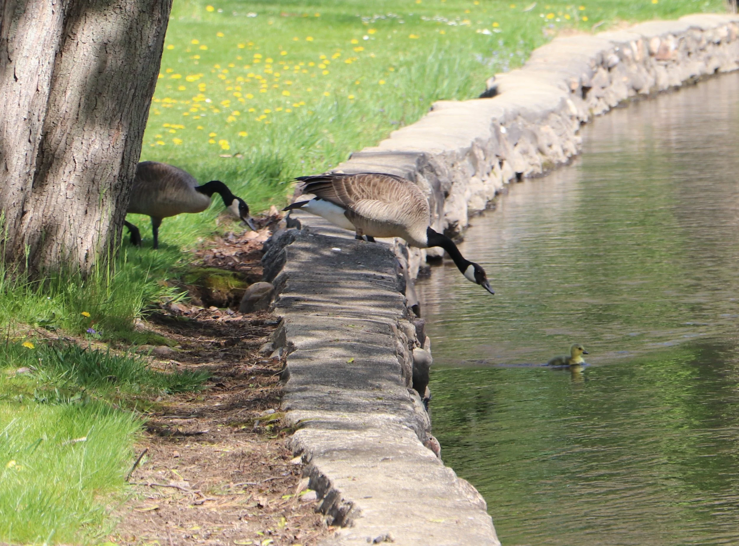 "Birds are storytellers of the skies, carrying ancient tales and secrets in their feathers as they traverse the vast expanse of the world."