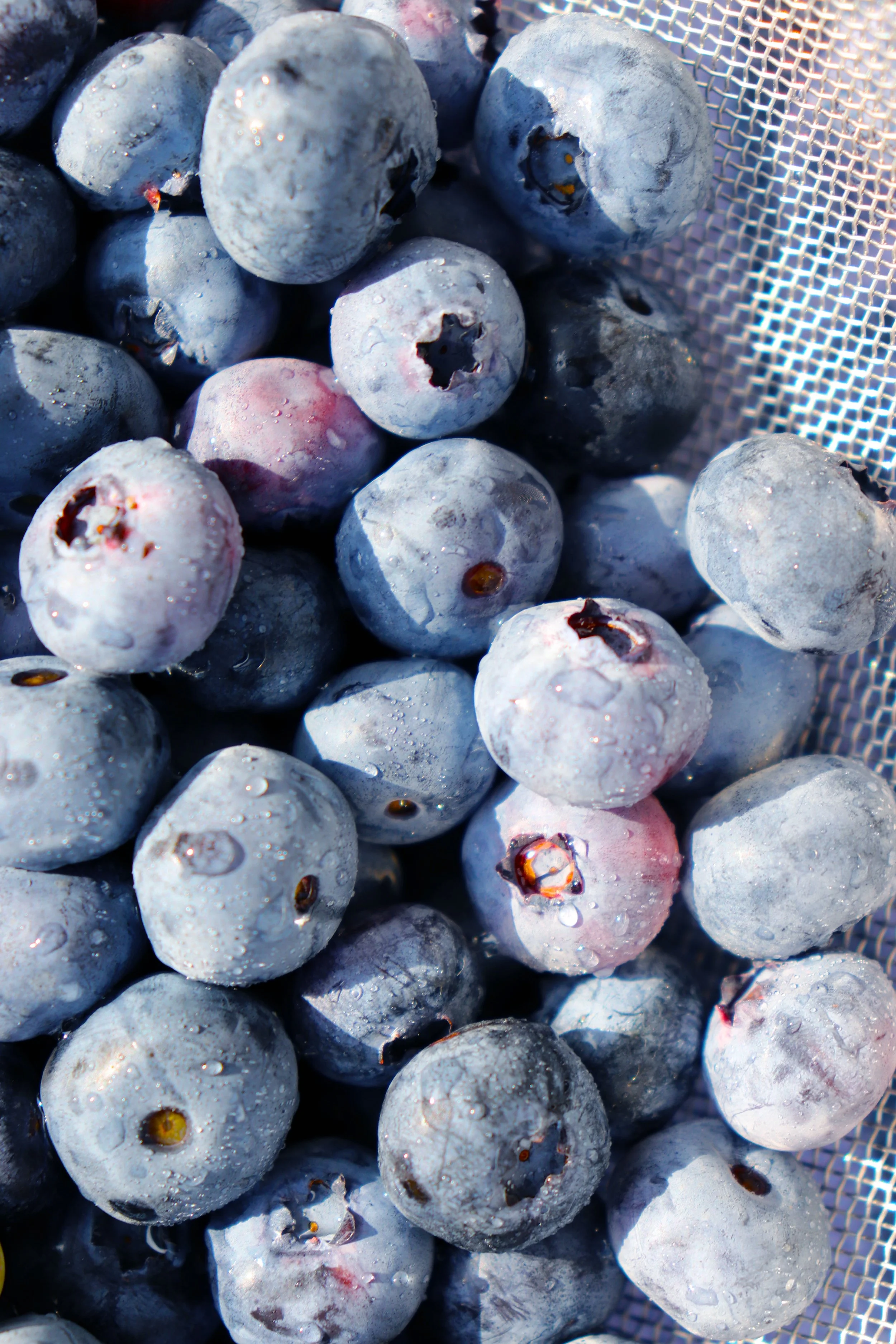 Blueberries