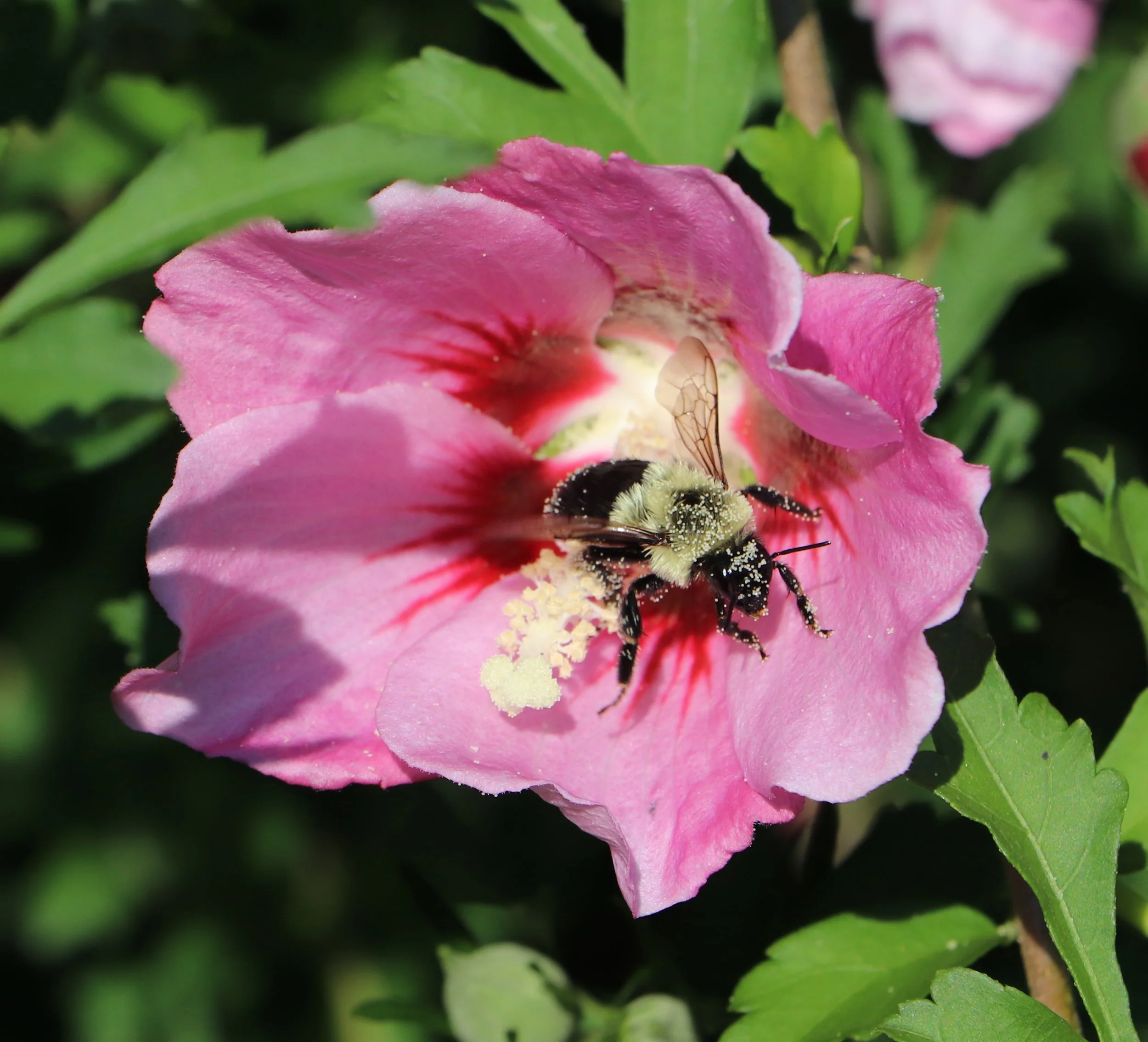 Bee in a rose of sharon flower