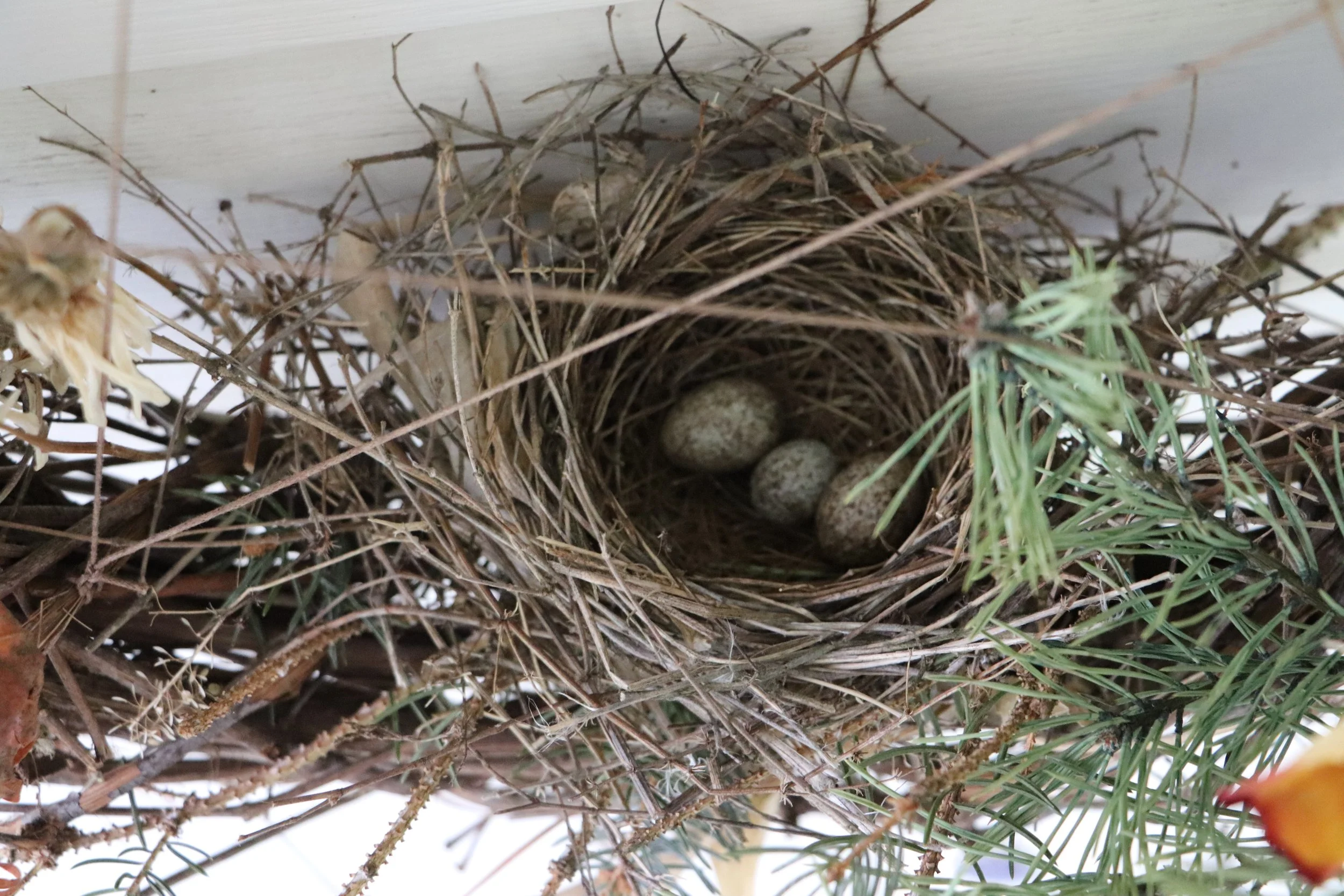 "A bird in flight is a living testament to the beauty of liberation, a reminder that we too can break free from the chains that bind us."