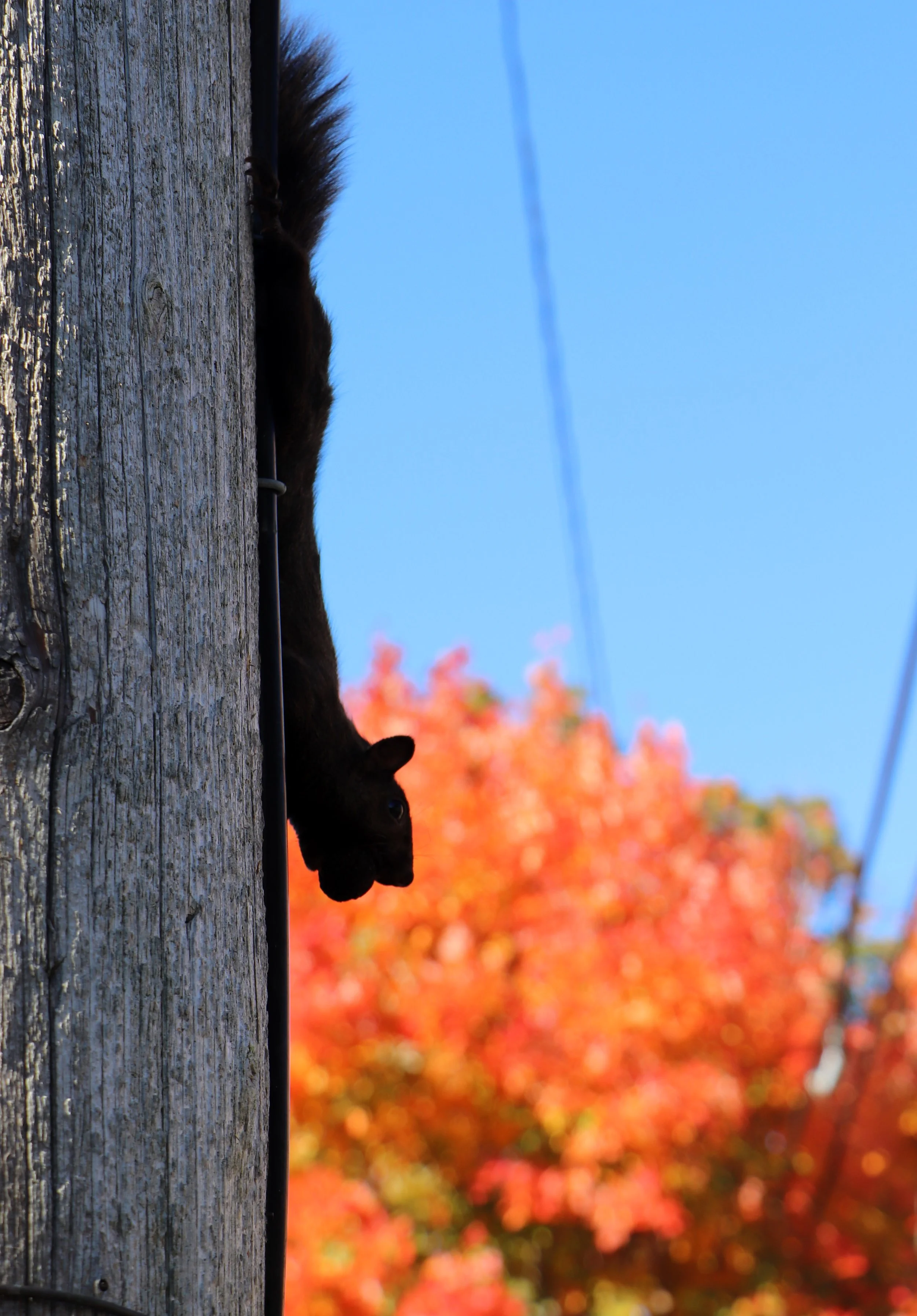 A black cat with green eyes walking along a wooden pole during daytime with a bright blue sky and orange autumn trees in the background.