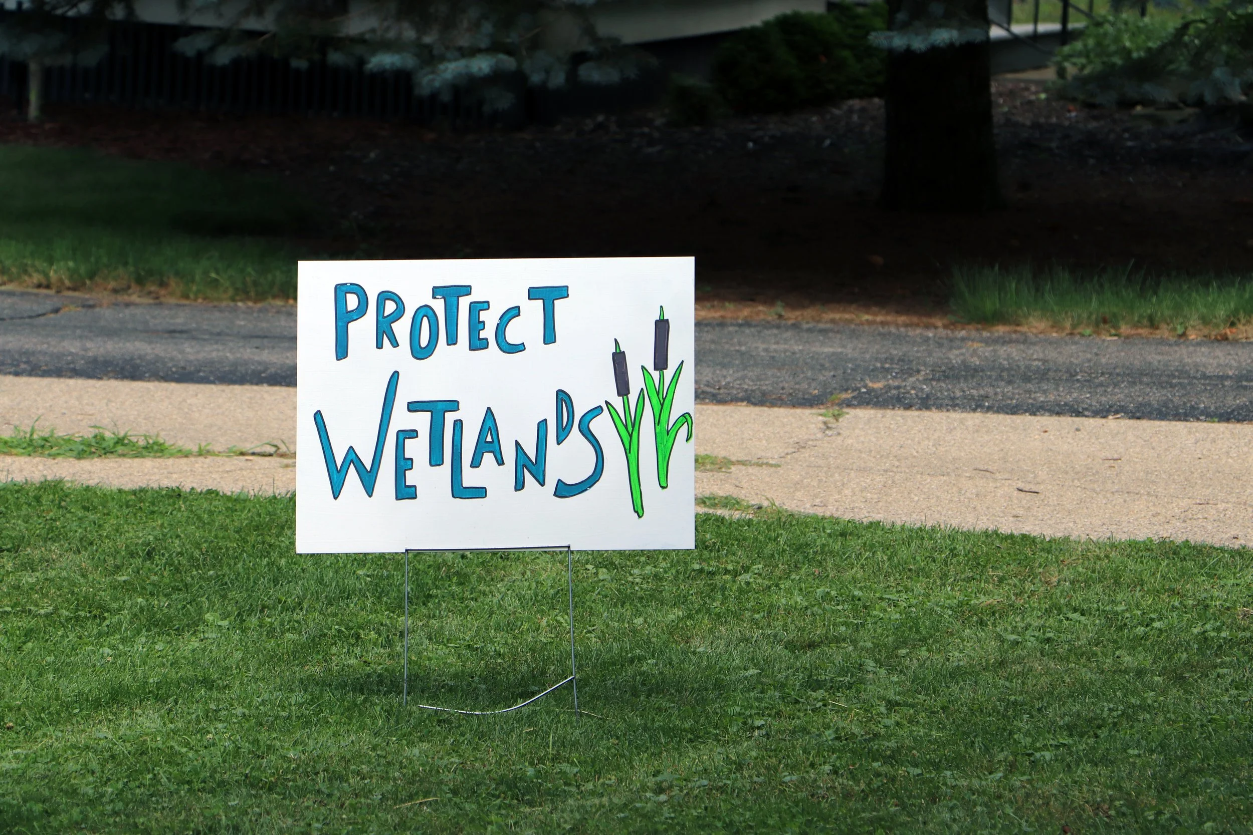 A protest sign on grass that reads 'Protect Wetland's' in blue, with illustrations of cattails in green and black.