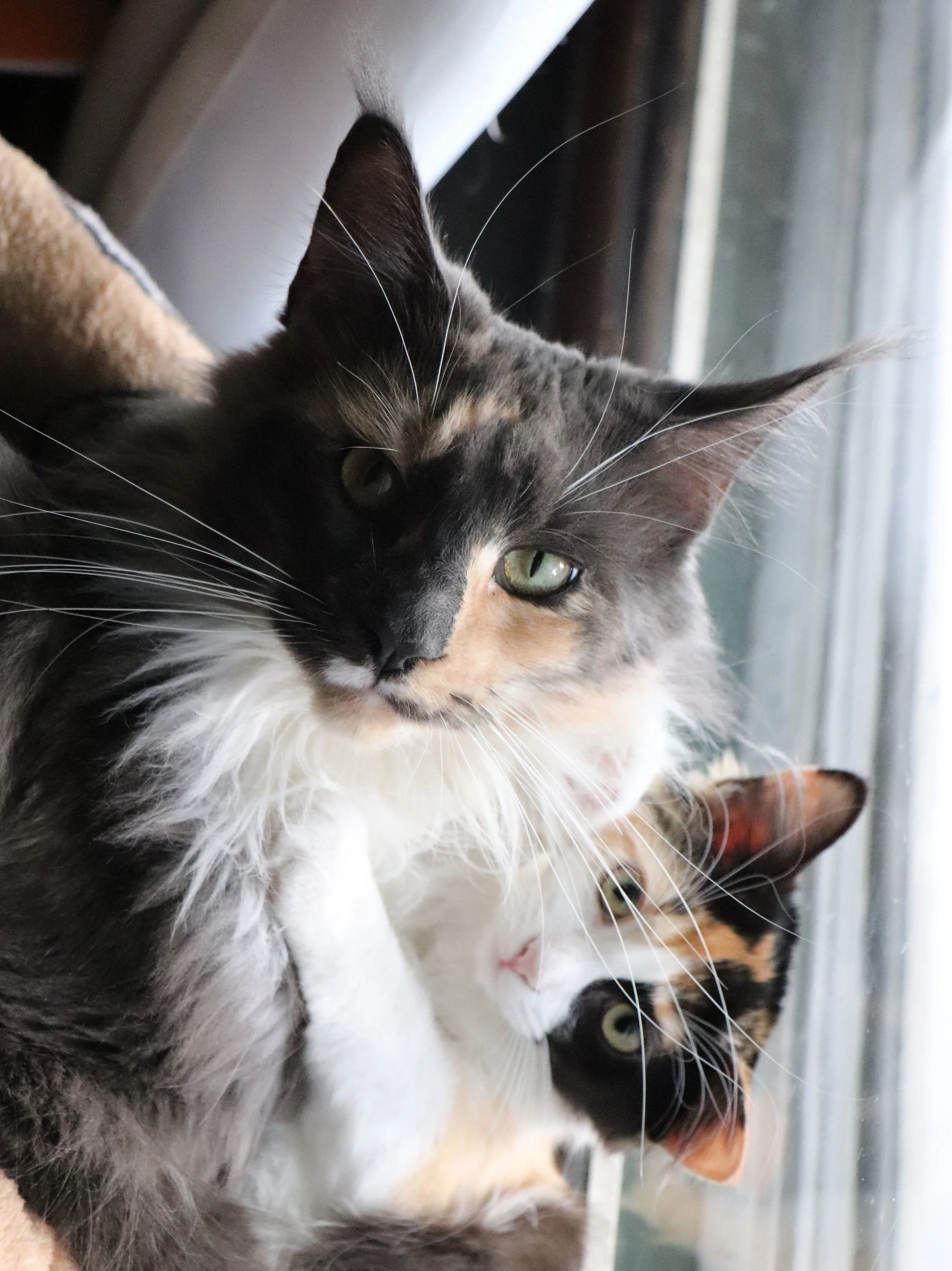 Maine Coon Calico
