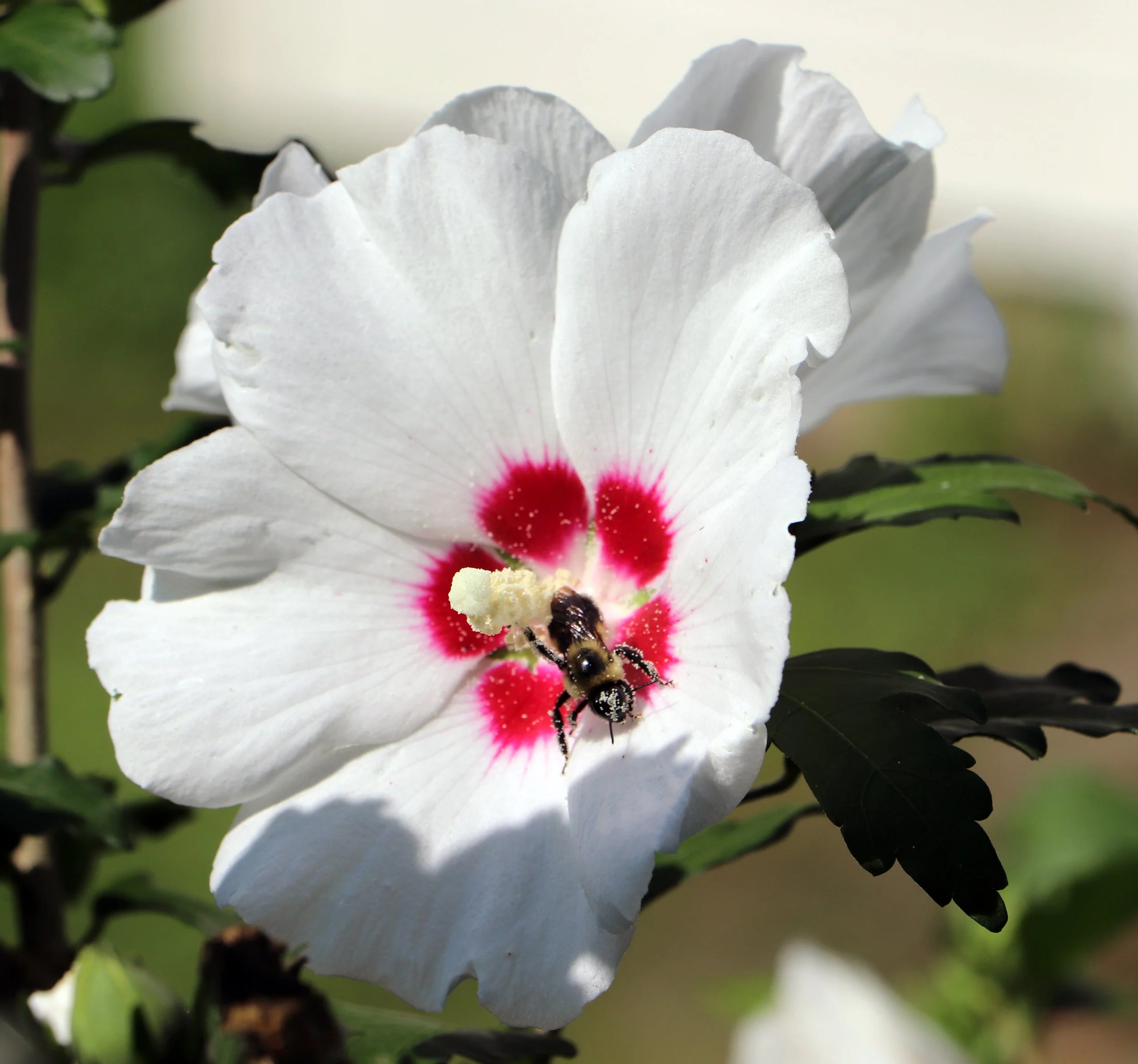 Hibiscus Bee