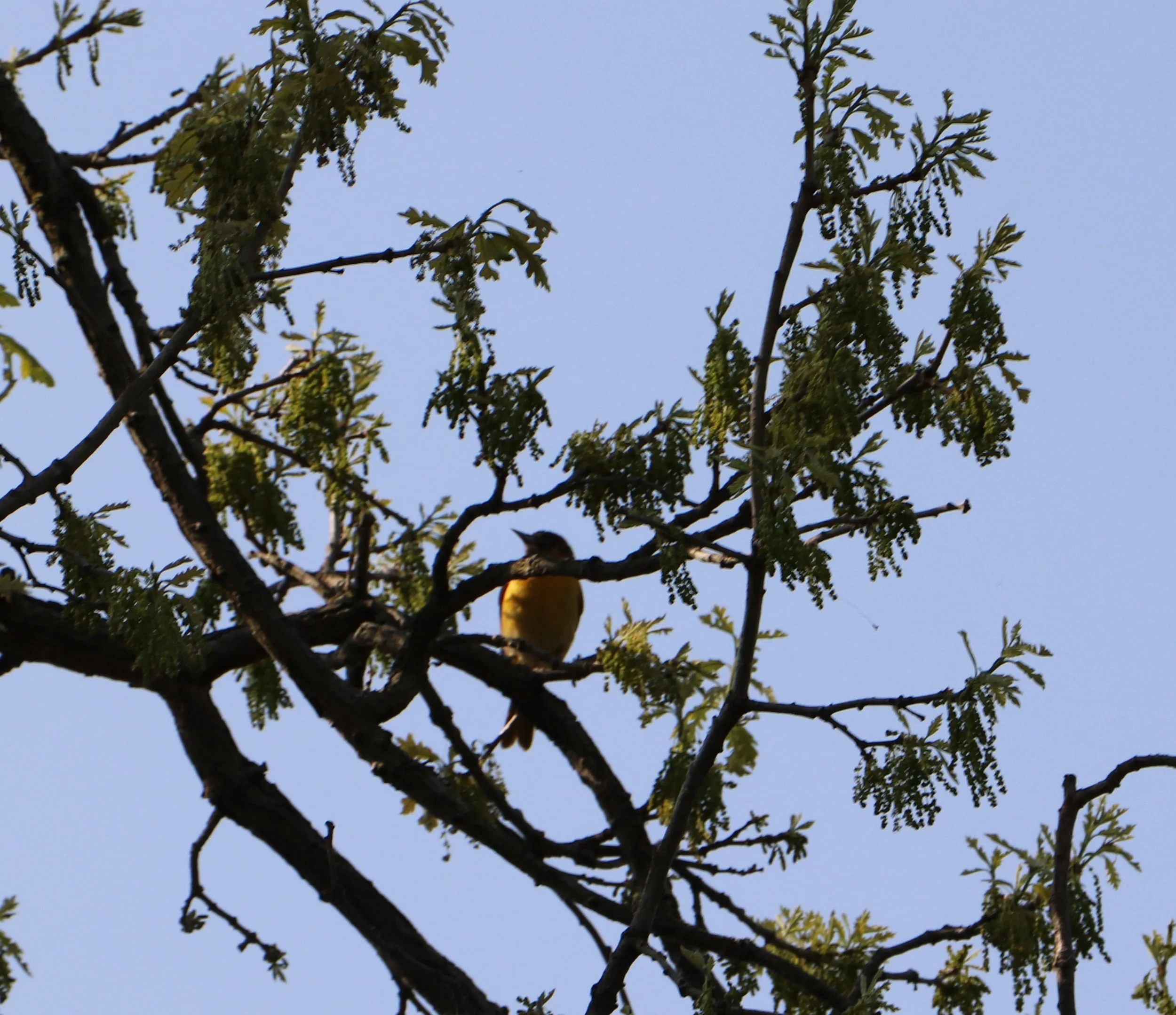 "Birds inspire us to embrace our unique voices and sing our songs unapologetically, for it is through our individual melodies that the world becomes harmonious."