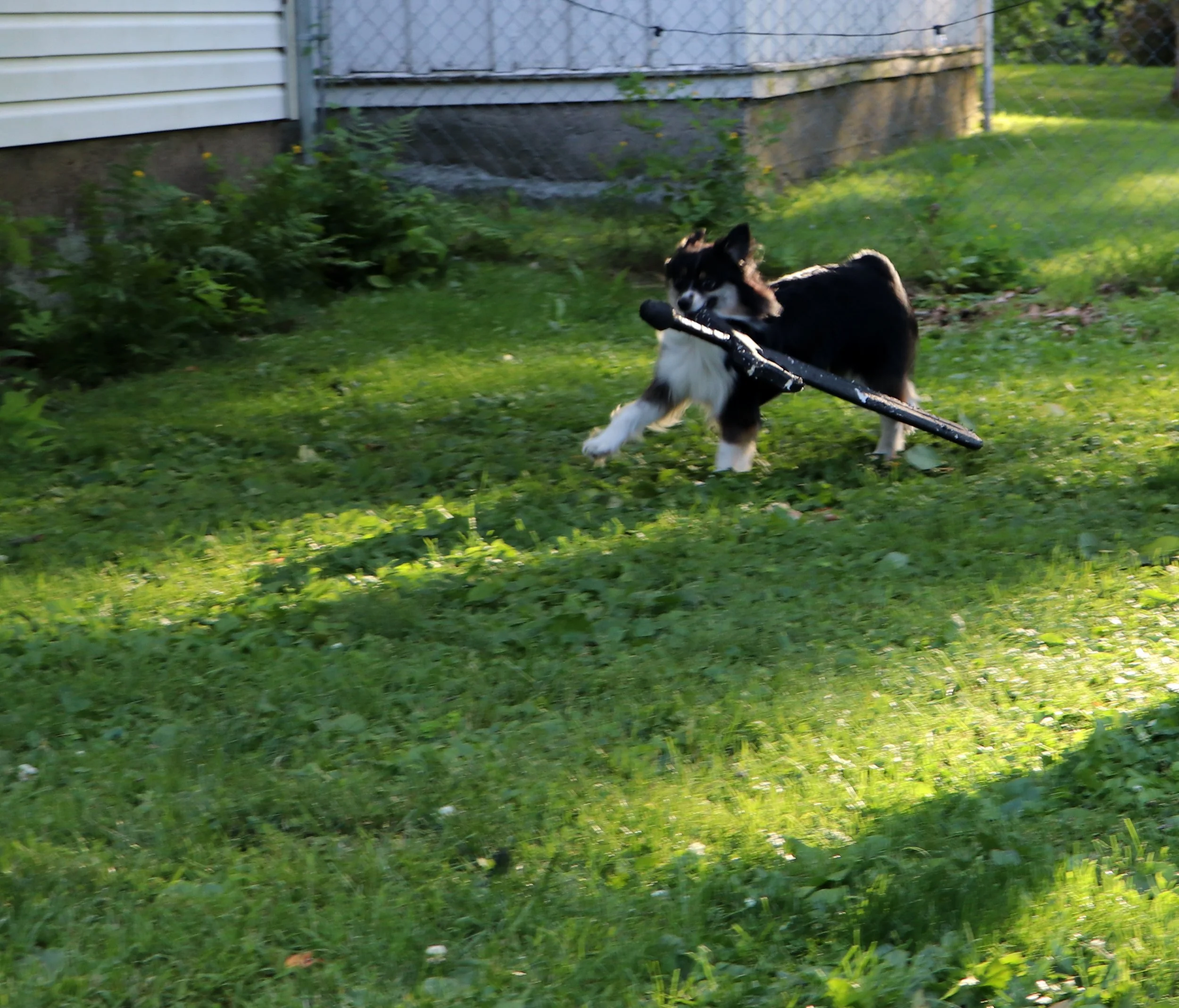 A black and white dog playing with a stick in a backyard with green grass, plants, a white house, and a fence in the background.