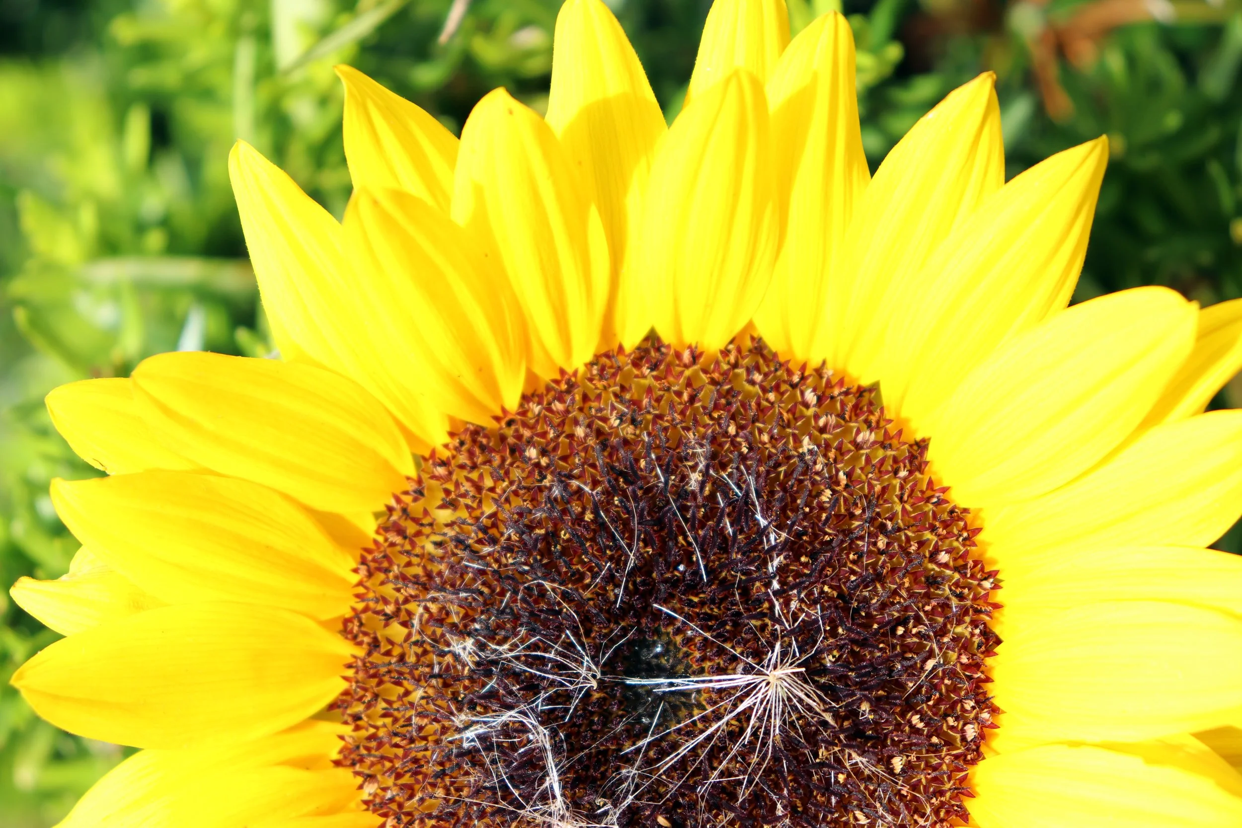 Close-up of a sunflower with bright yellow petals and a dark brown center covered with small seeds. Green foliage background.