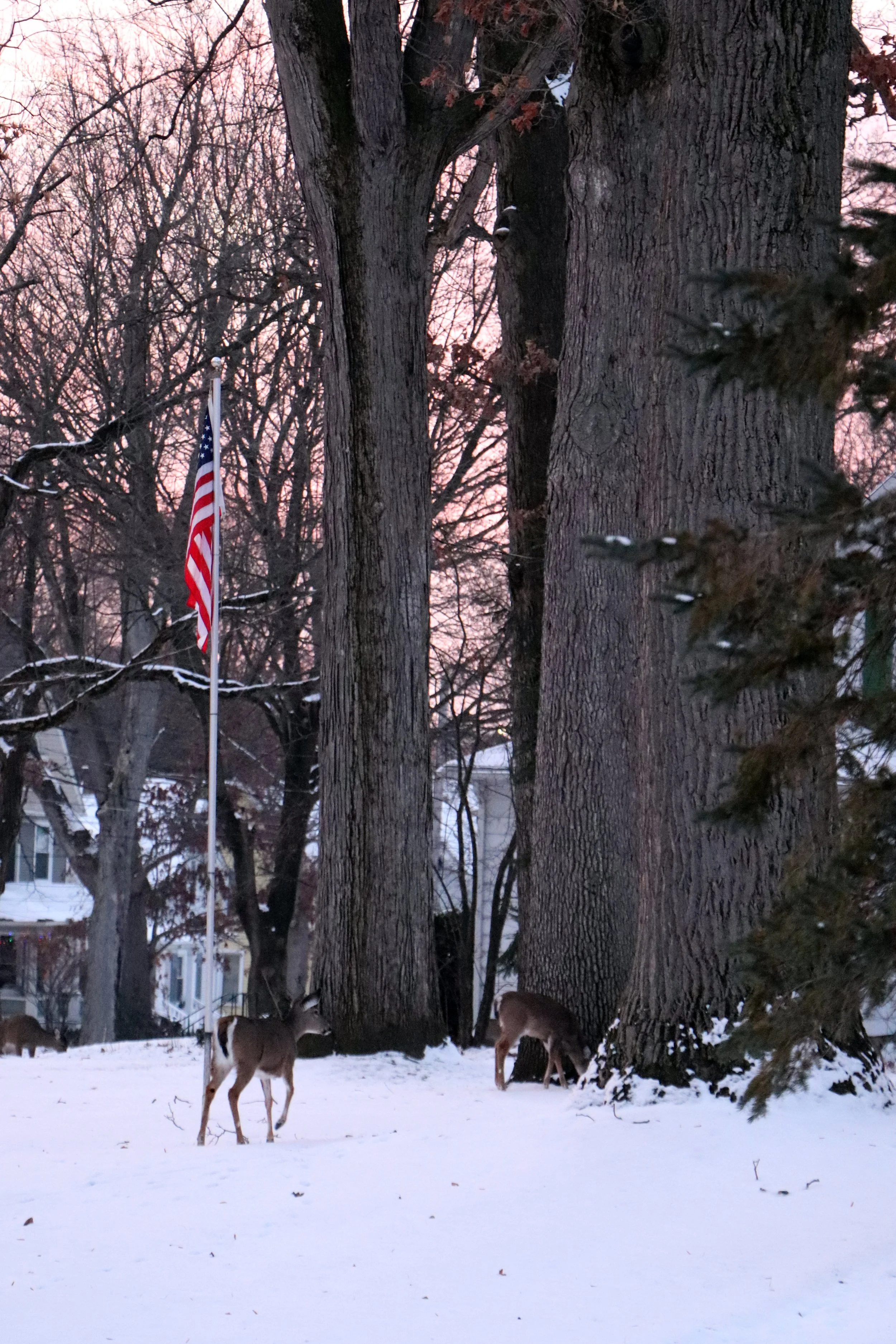 
michigan is a land of vast forests and rolling hills where deer roam freely through the woodlands especially in places like marshall michigan where the winters are crisp and cold michiganders embrace the snow and frost as a part of life finding beau