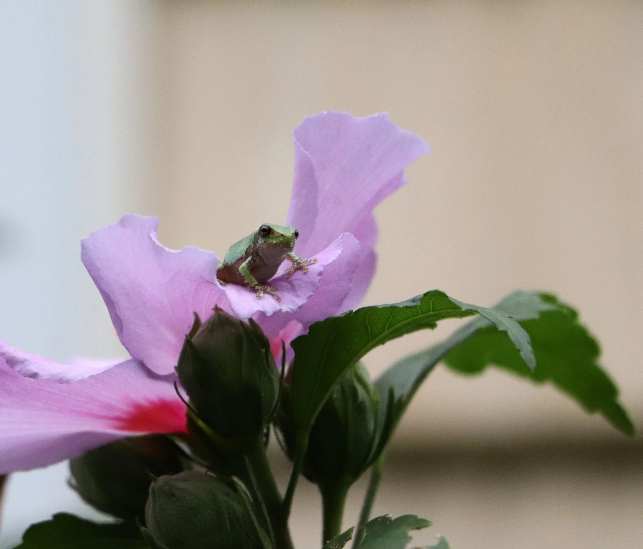 A small green frog with black eyes sitting on a pink  rose of sharon  flower petal surrounded by green leaves.