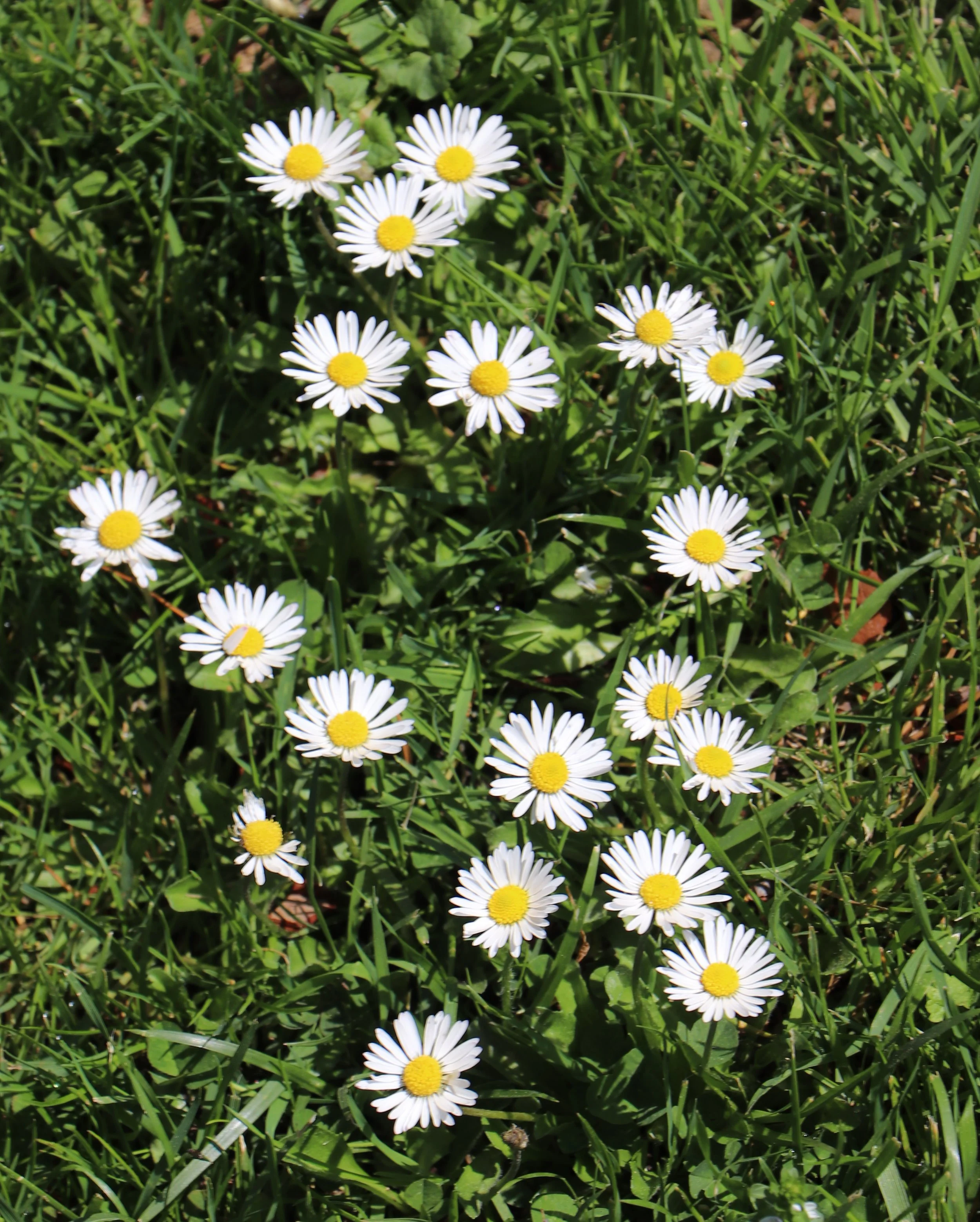 A patch of small white daisies with yellow centers on green grass.