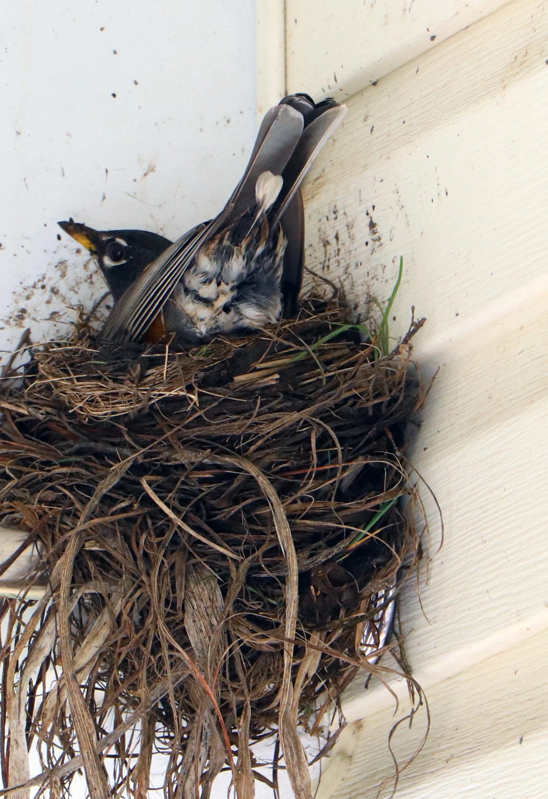 Robin Building a Nest