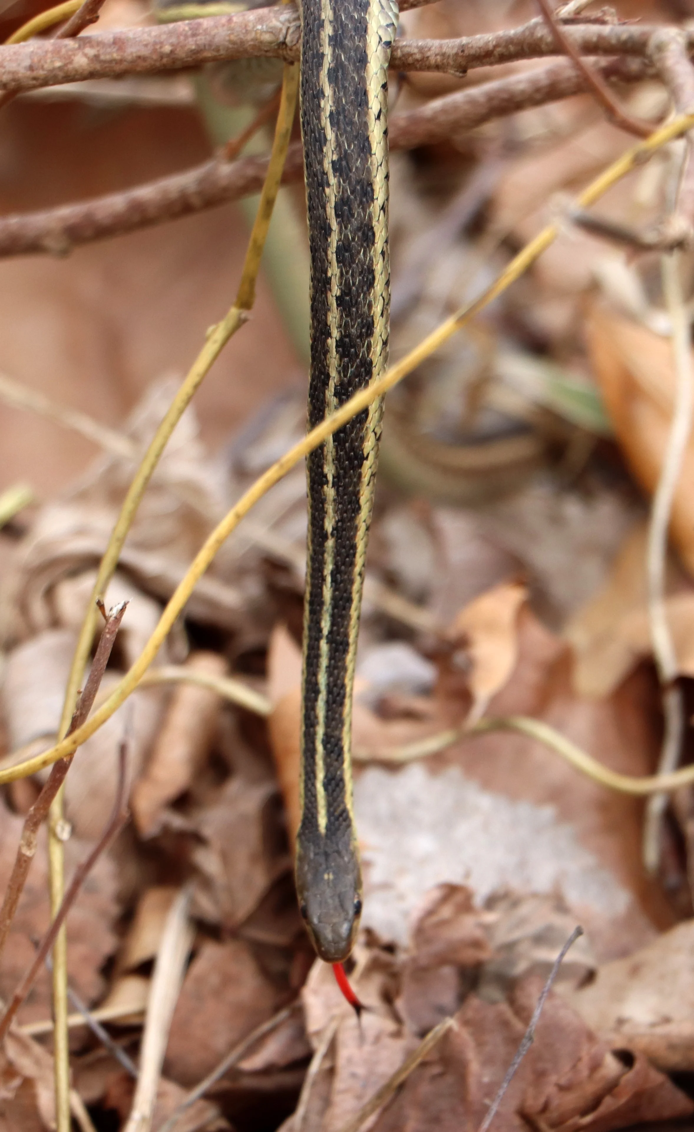 A snake with dark and yellow striped patterns on its body, partially hidden among dry leaves and twigs on the ground.