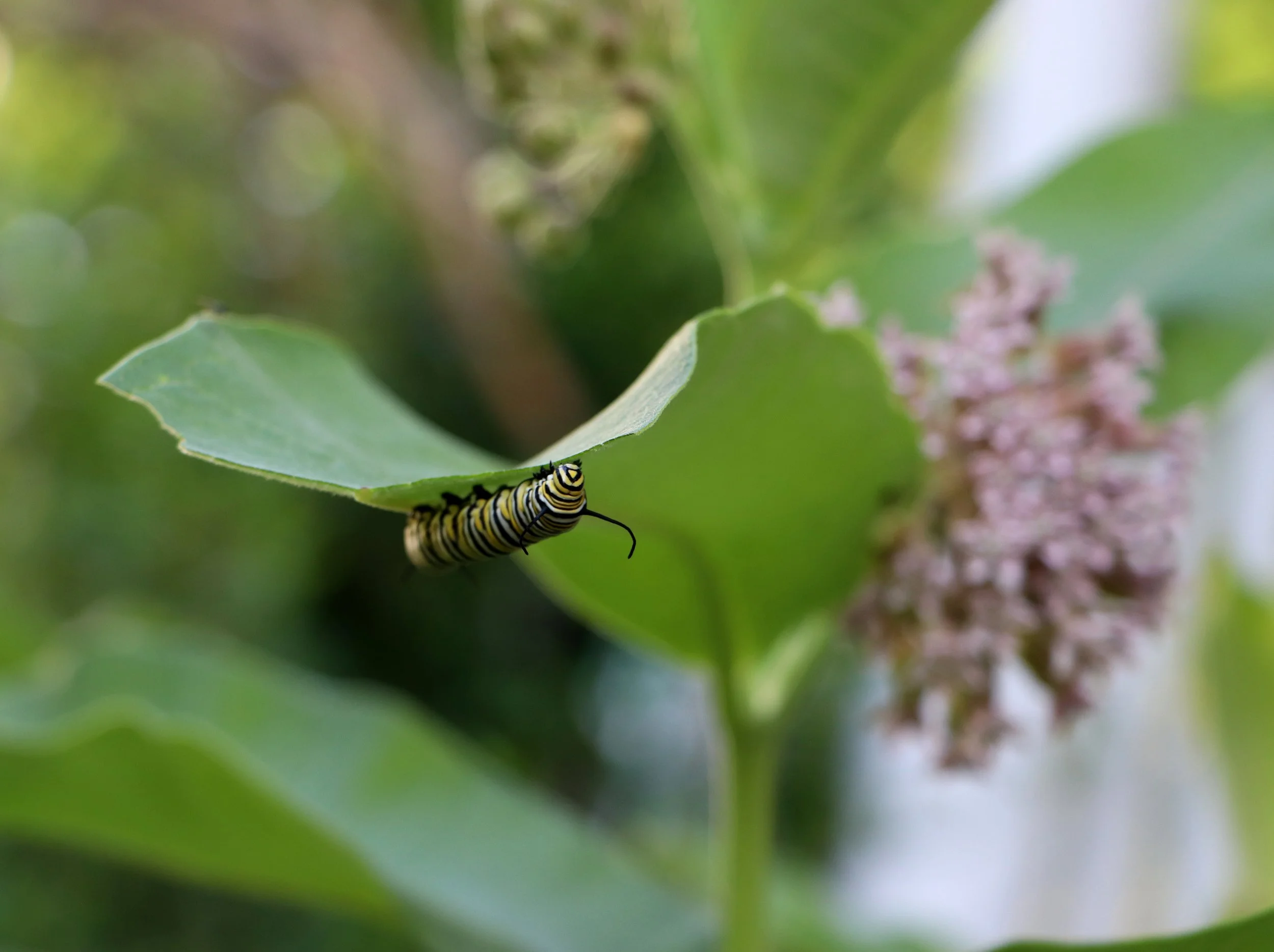 A caterpillar with black, yellow, and white stripes hanging from a green leaf near pinkish flowers and green foliage.