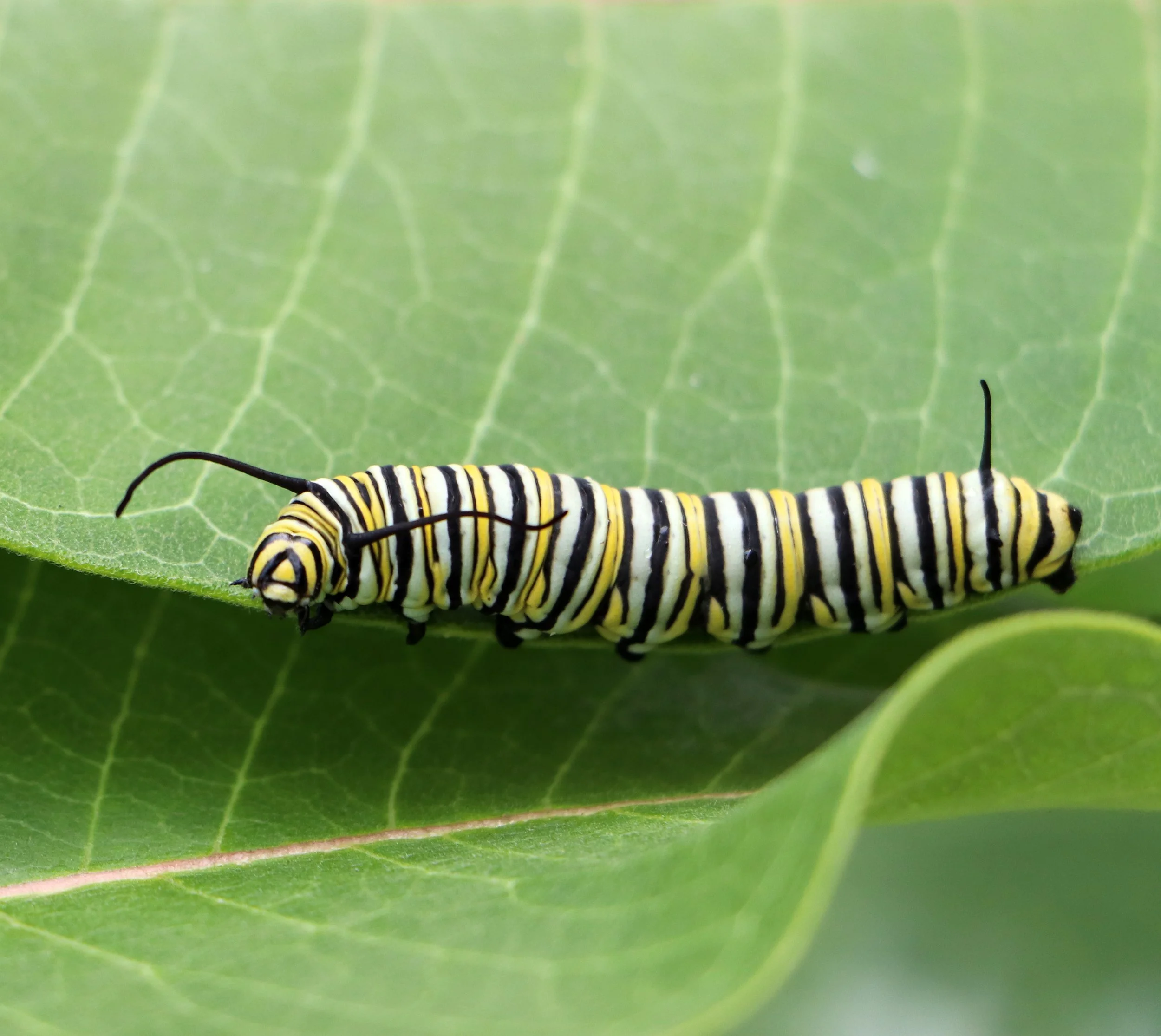 Close-up of a black and yellow striped caterpillar on a green leaf.