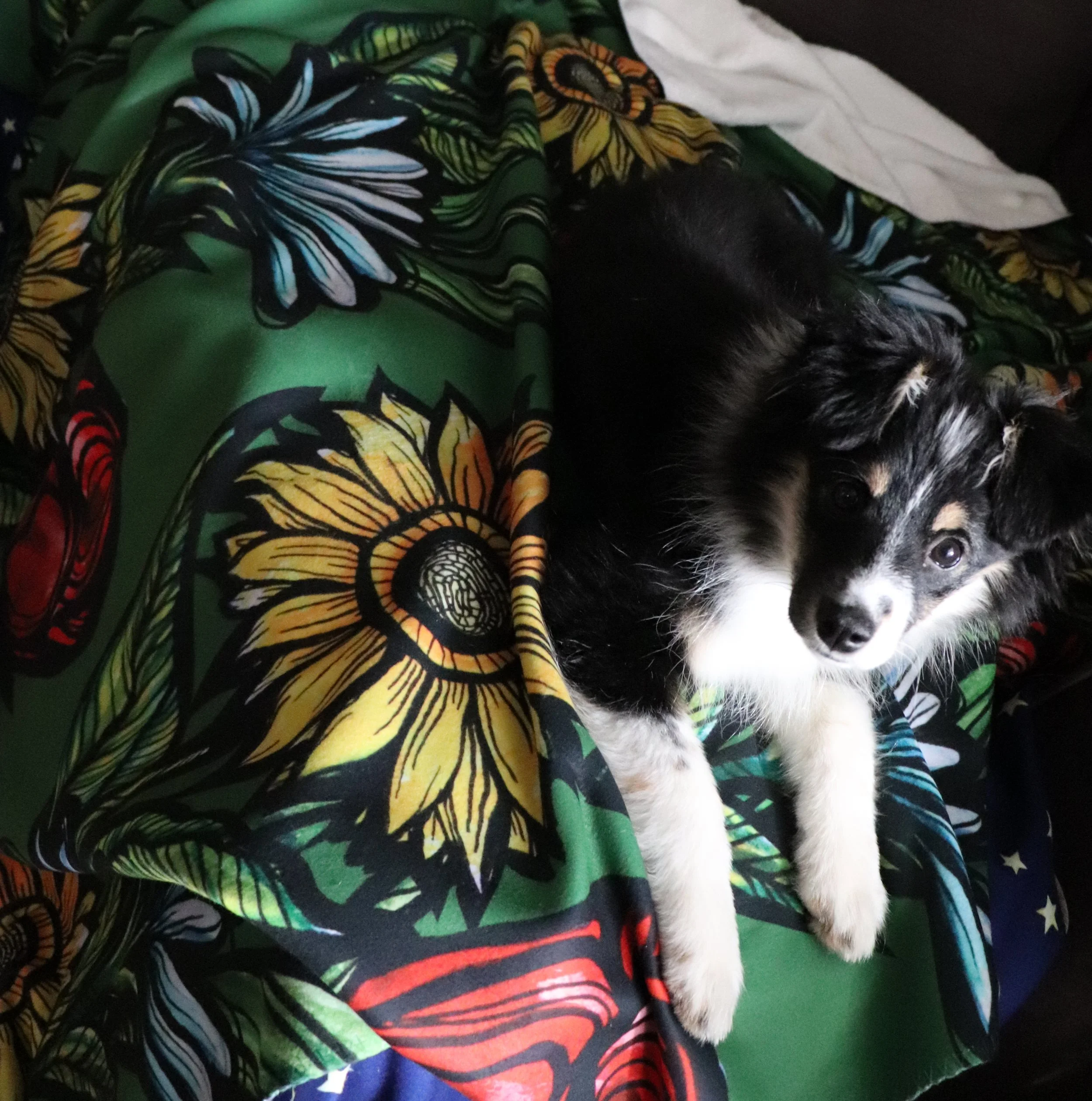 Australian Shepherd Corgi Mix