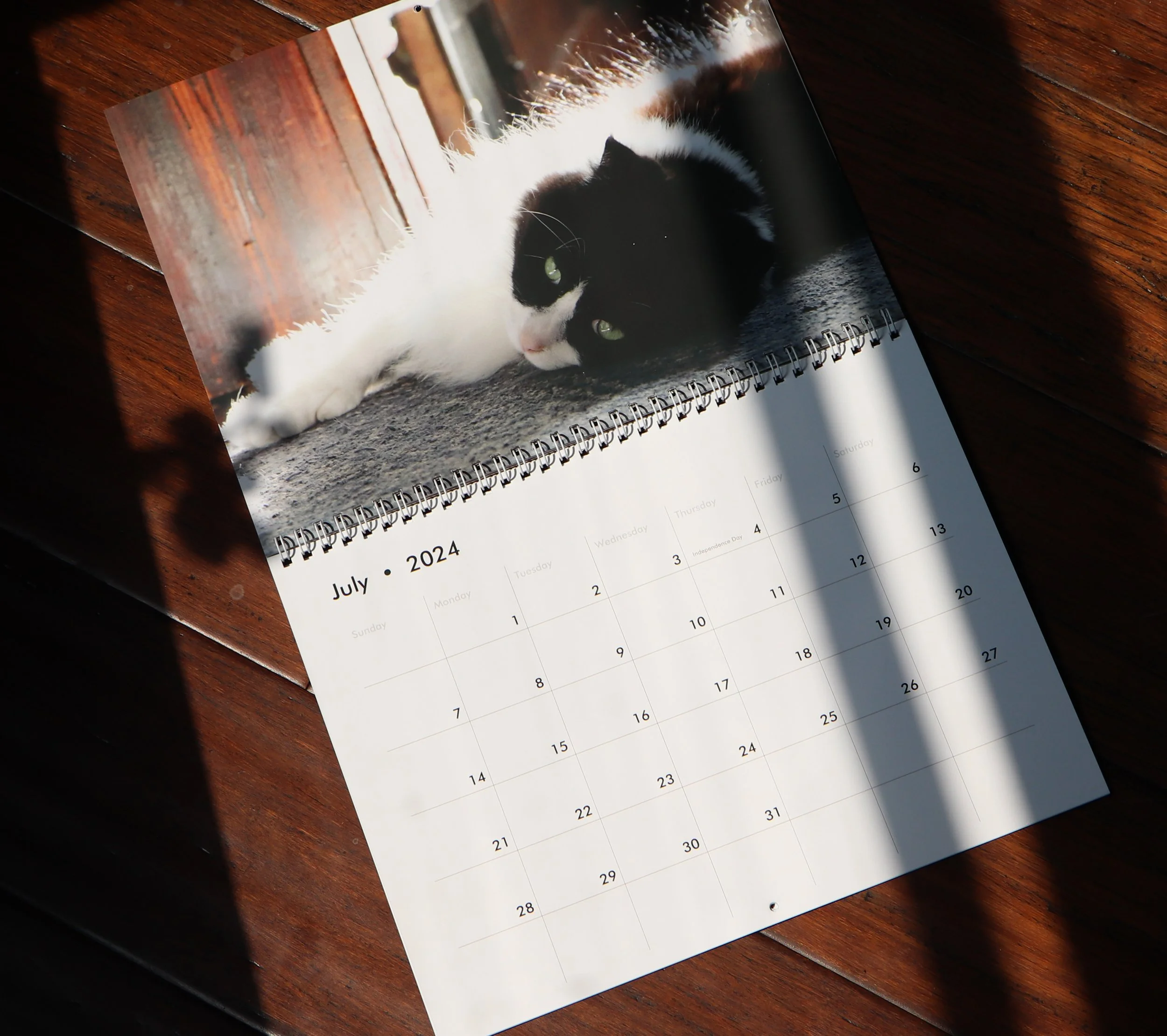 Tuxie Cat Draclious — Lacy Chenault