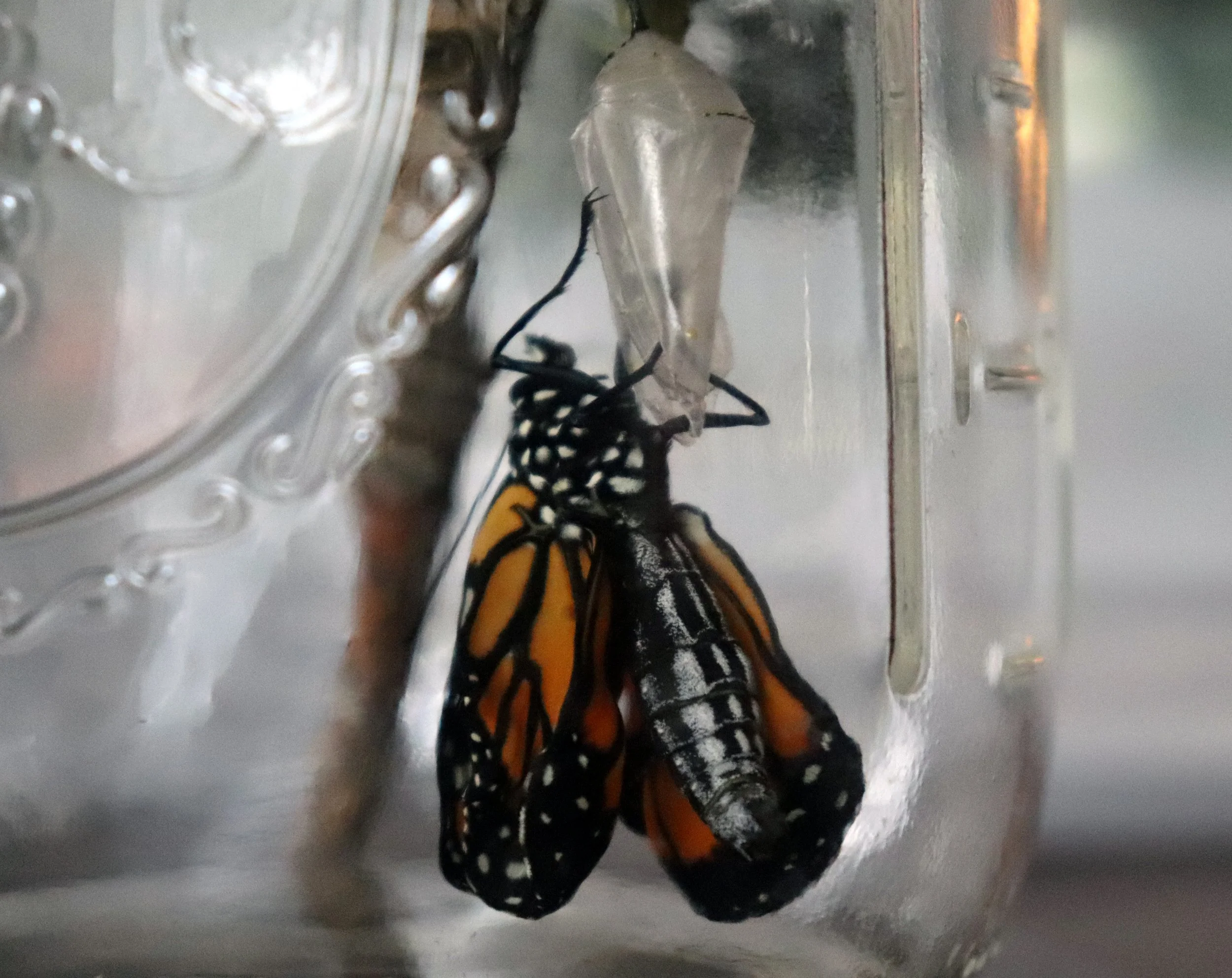 In the heart of Michigan's wilderness, butterflies transform from pupae to poets, their flight a rhythmic prose that whispers secrets of the forest's hidden stories.