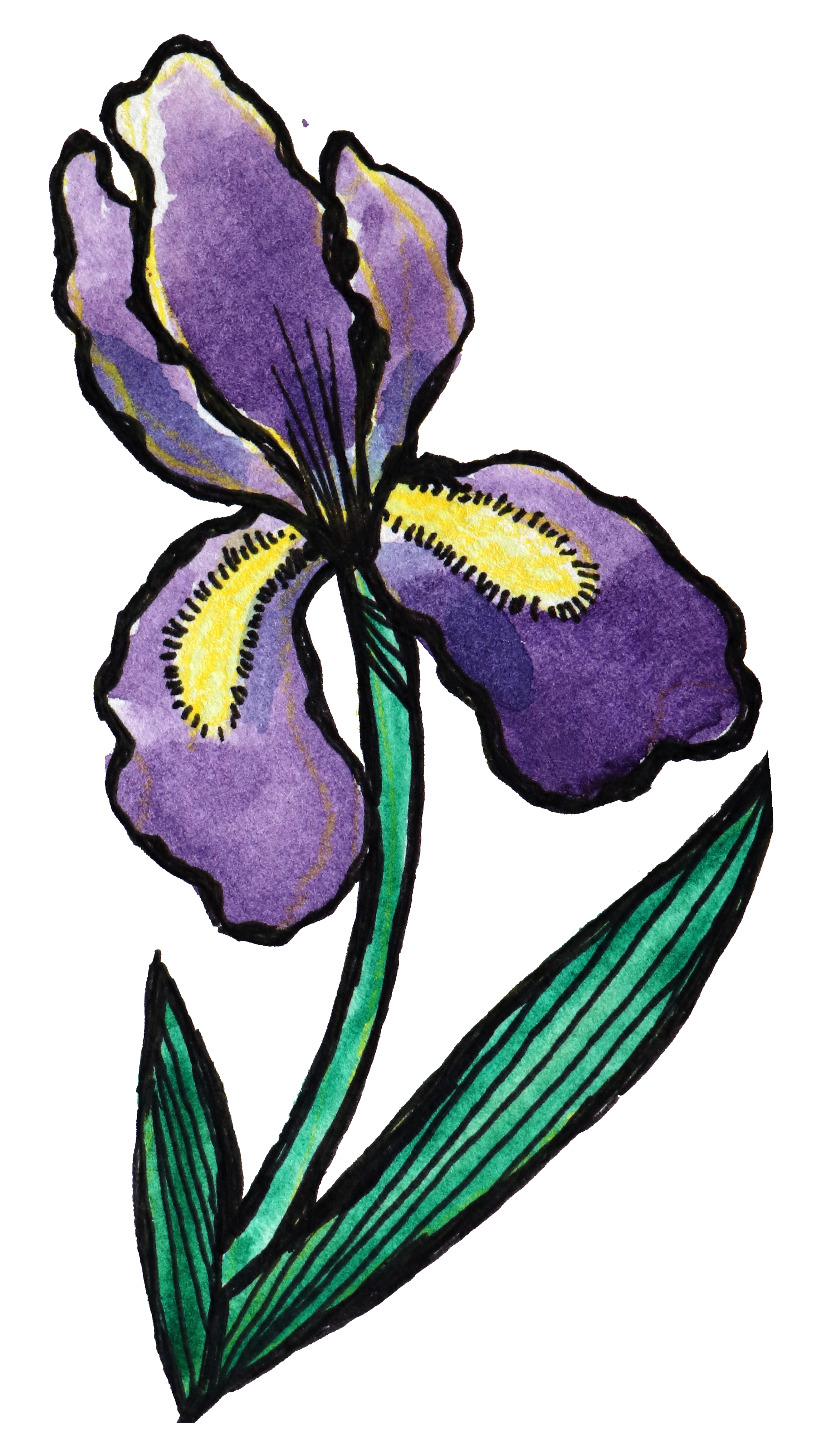 A watercolor painting of a purple iris flower with a yellow and white center, green stem, and elongated green leaves.