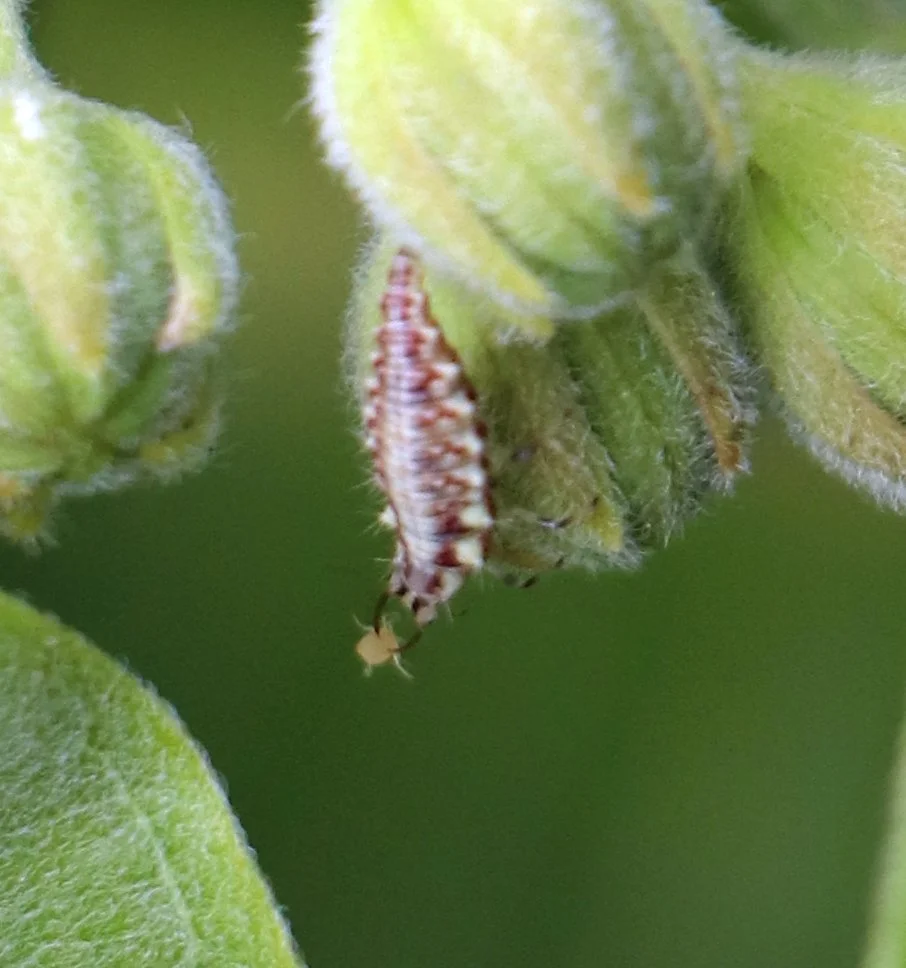 Milkweed