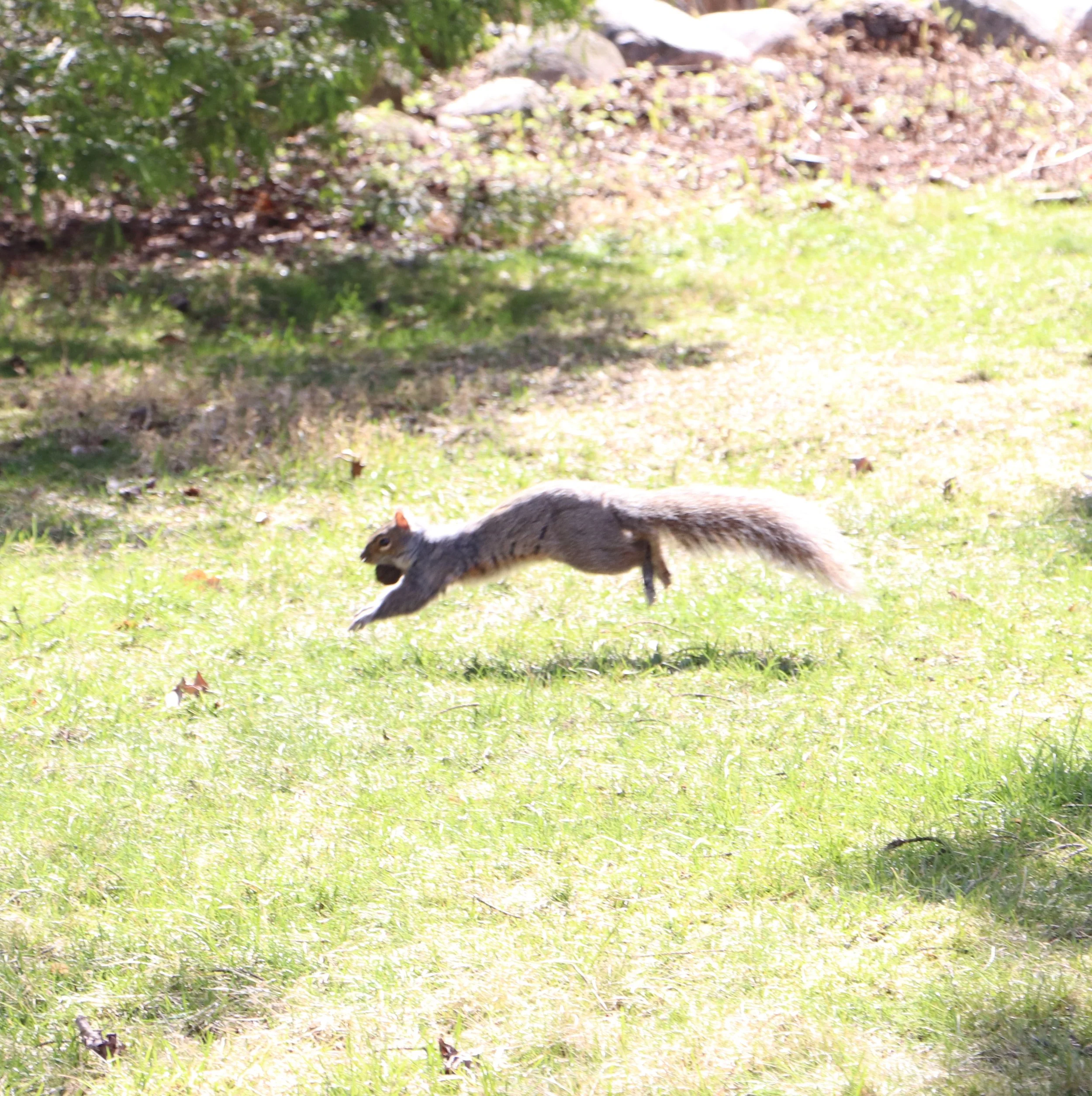 Squirrel