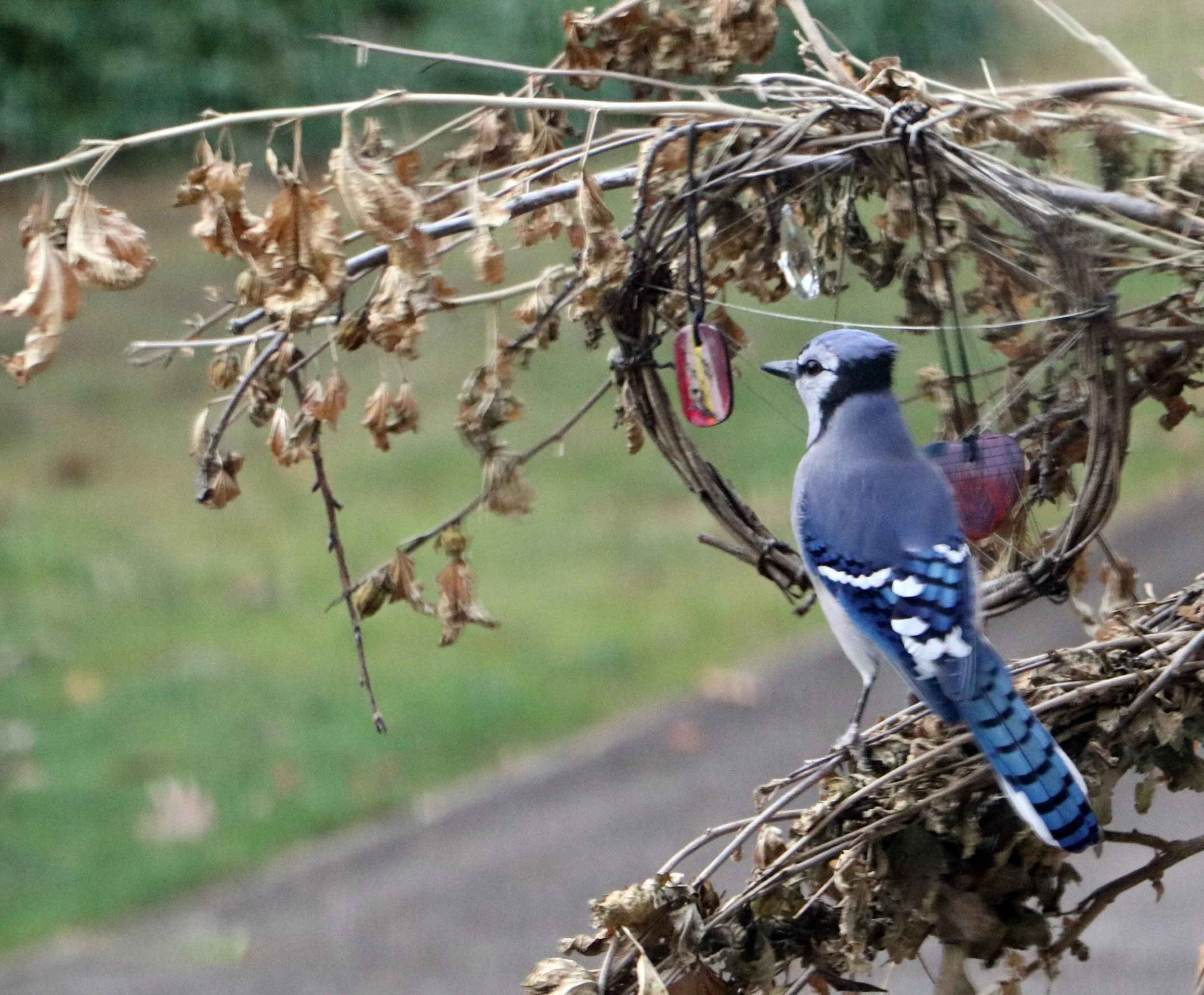 Blue Jay