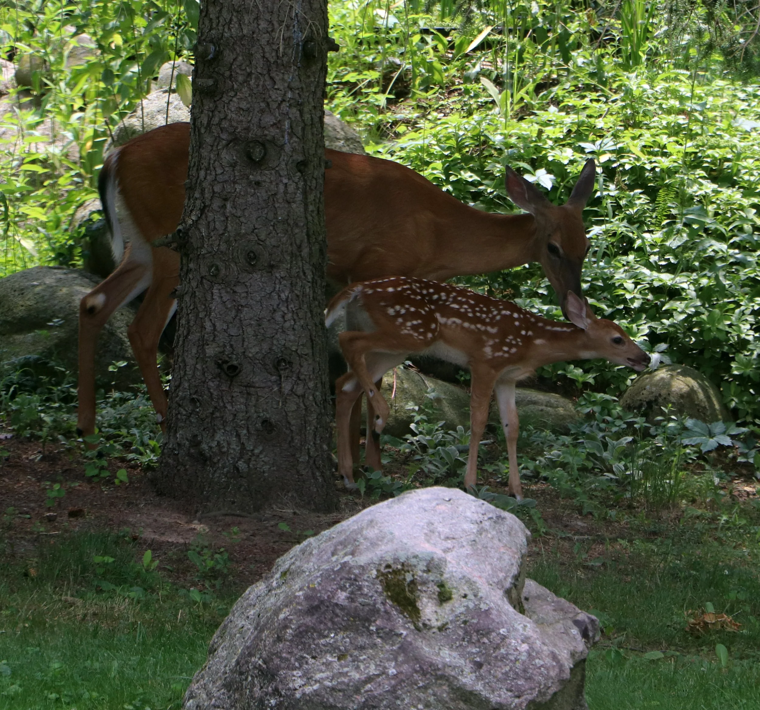 Doe and her Fawn