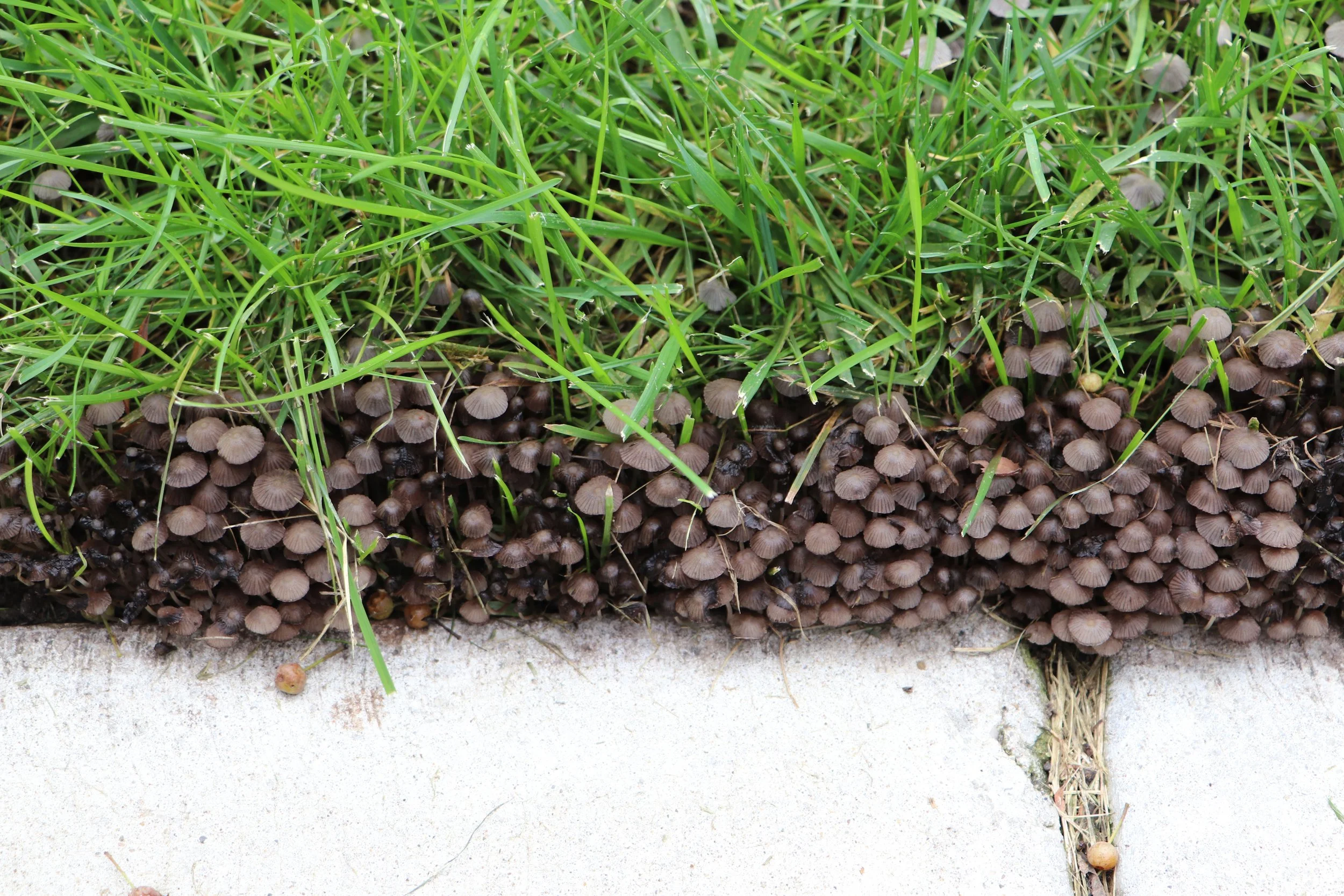 Mushrooms Mushrooms inspire creativity across mediums offering endless possibilities for artistic exploration Their natural forms evoke imagination blending organic structures with artistic interpretation Mushroom art photography celebrates this dual