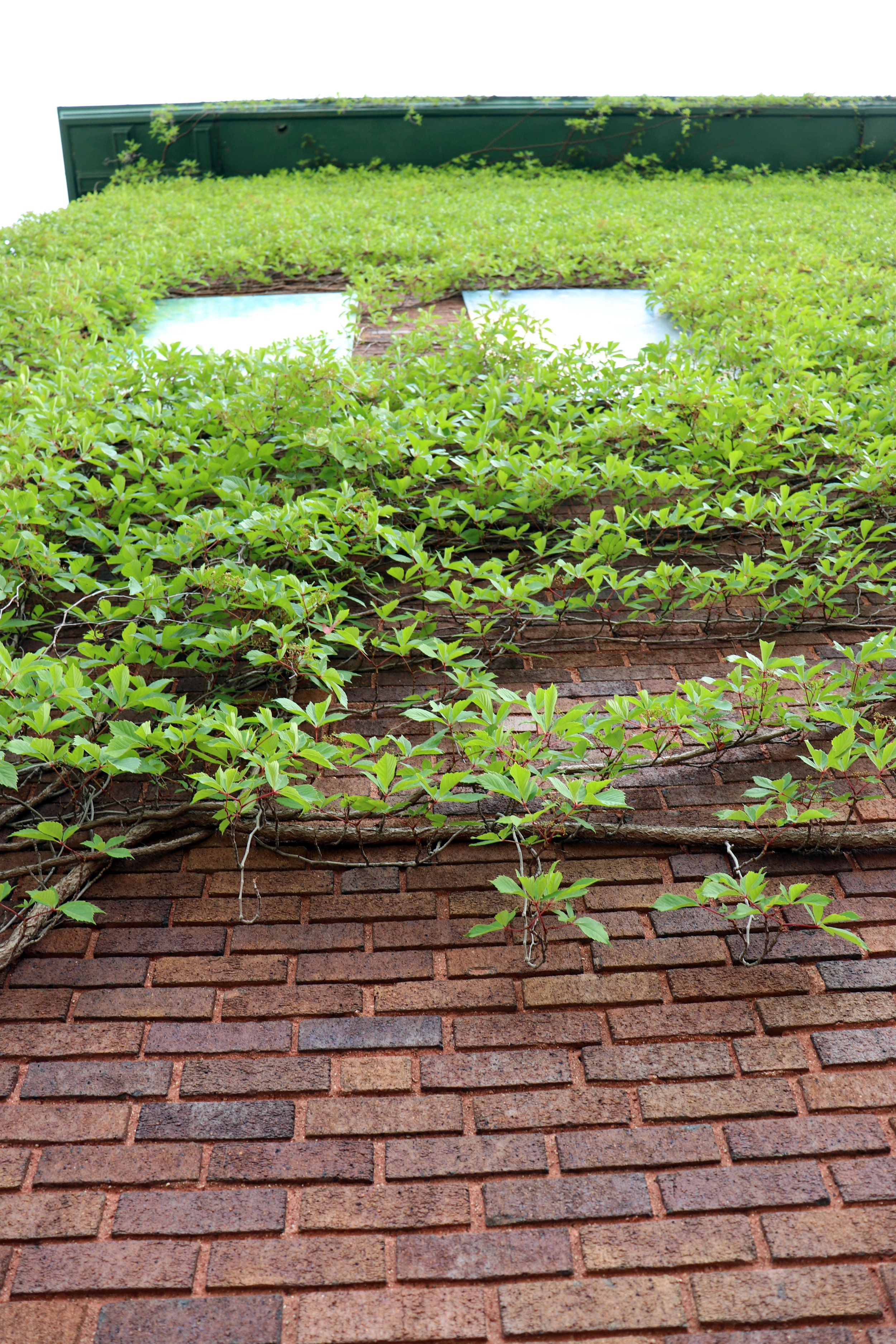 A brick wall with green vines and leaves growing upwards, with openings in the wall revealing a building or structure above.