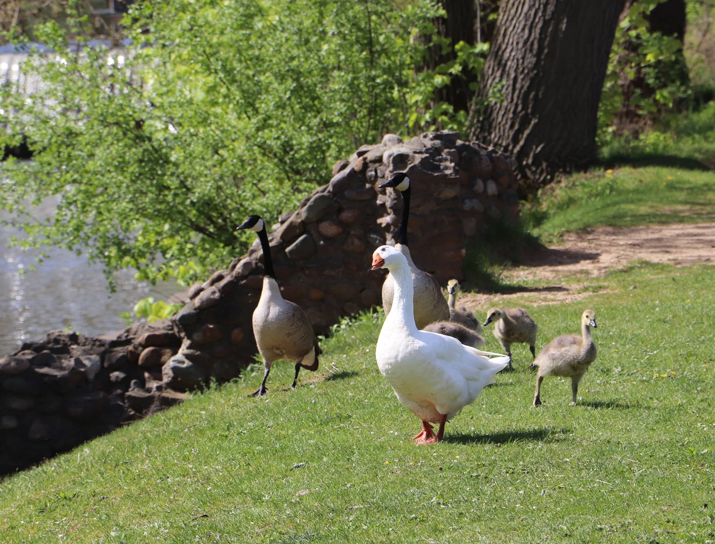 A family of ducks, including a white adult duck and several ducklings, standing on green grass near a river with trees in the background.