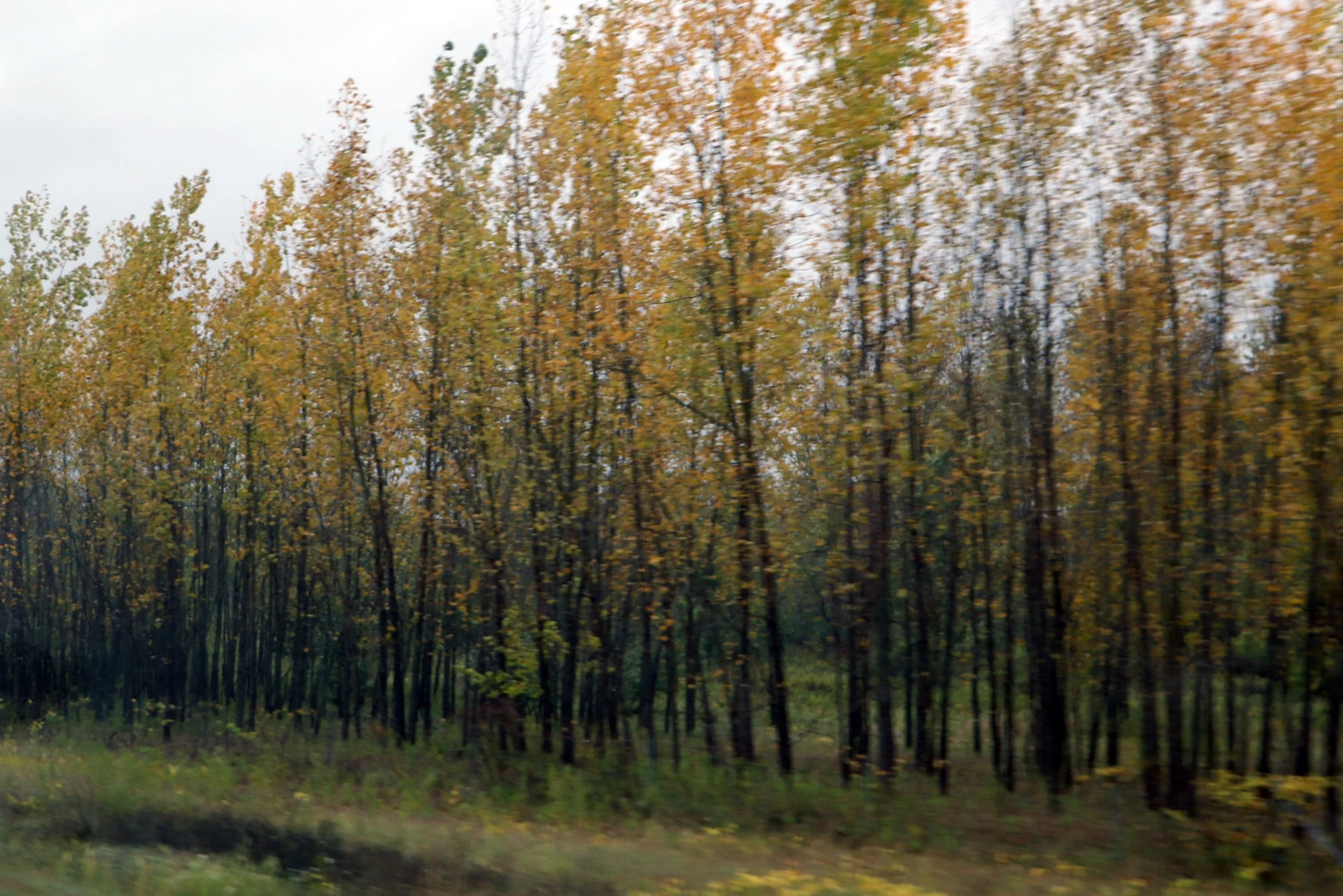 Blurred image of a forest with tall trees and orange-yellow autumn leaves.