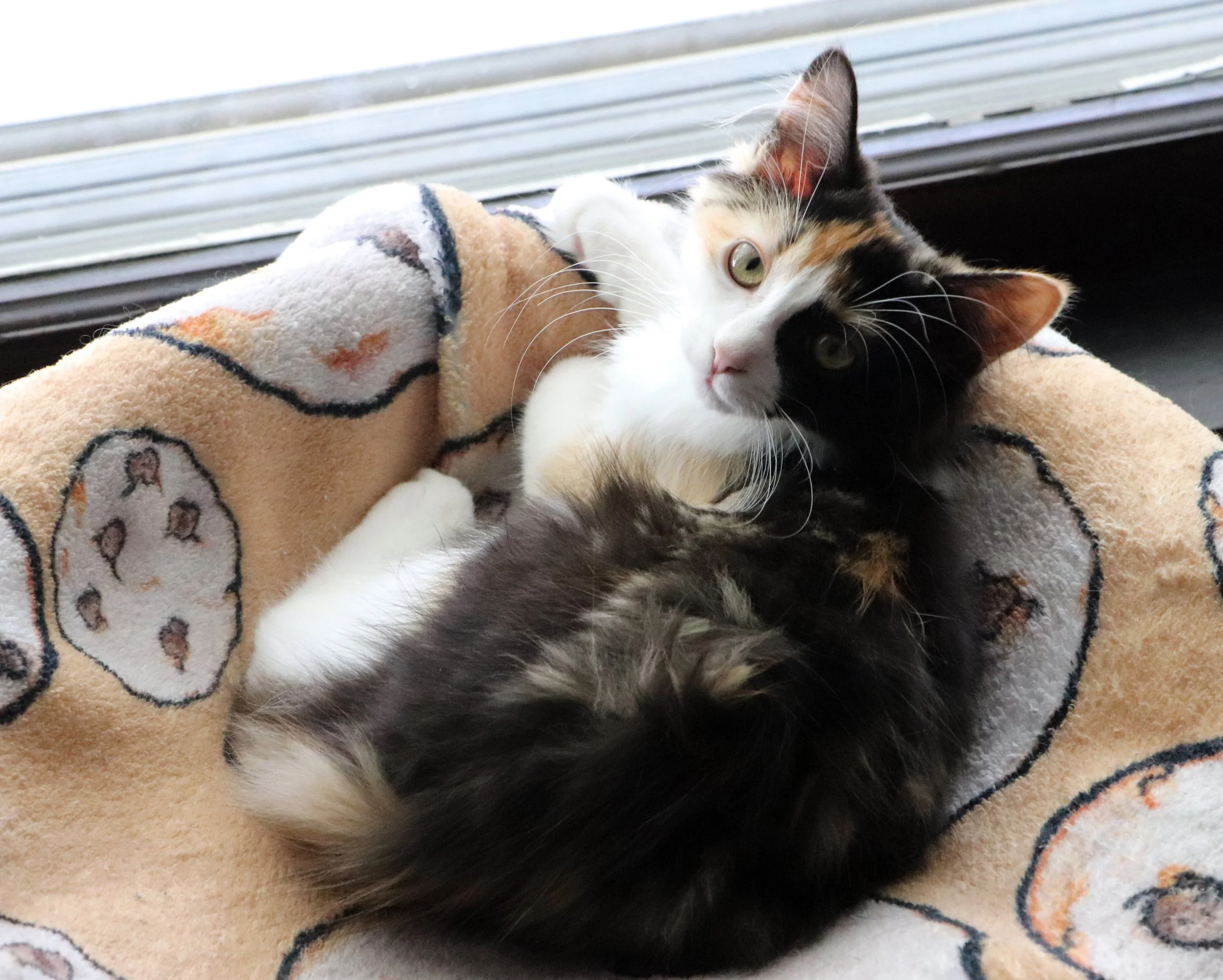 Calico Cat
