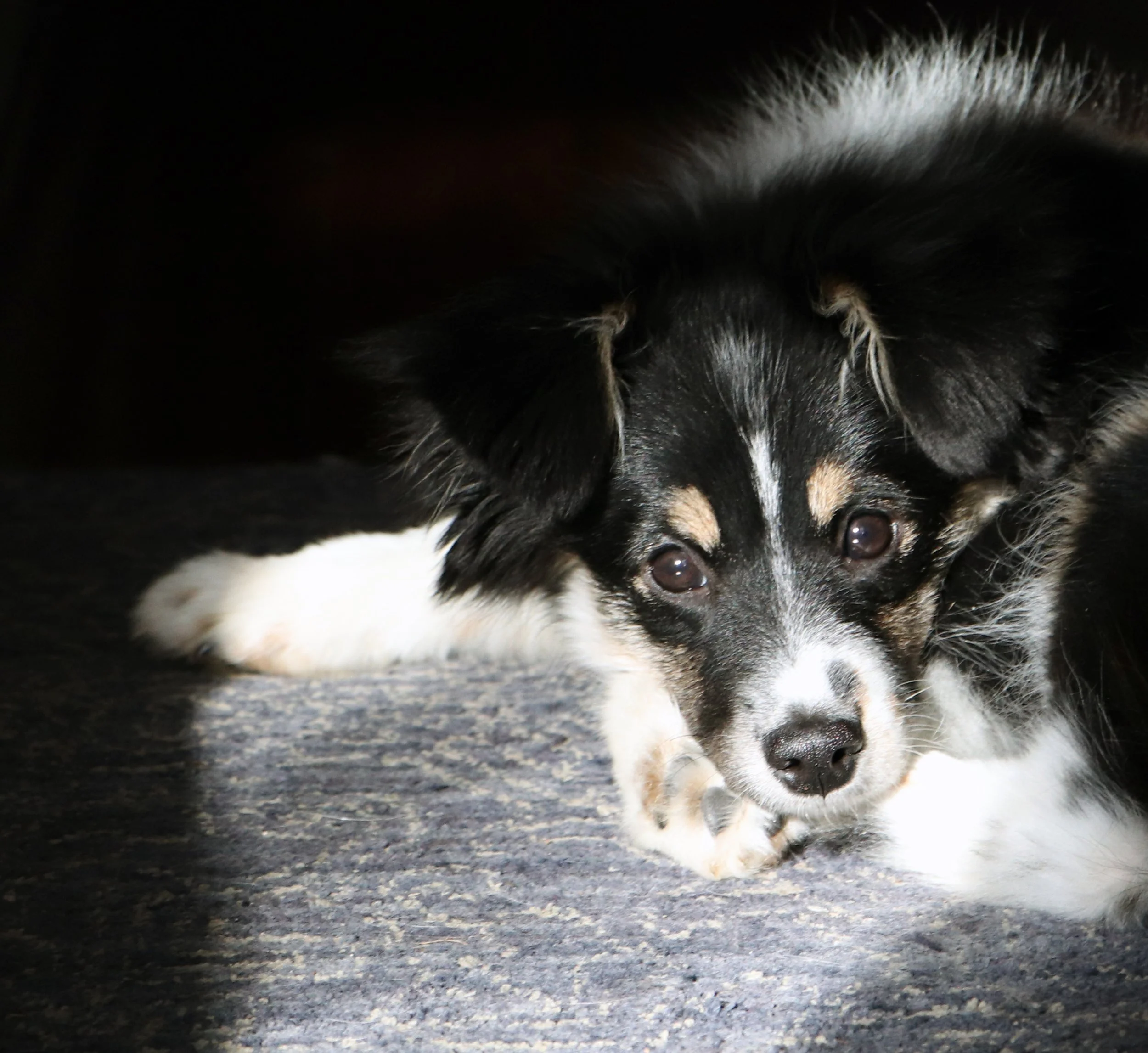 Roo the Auggie Puppy