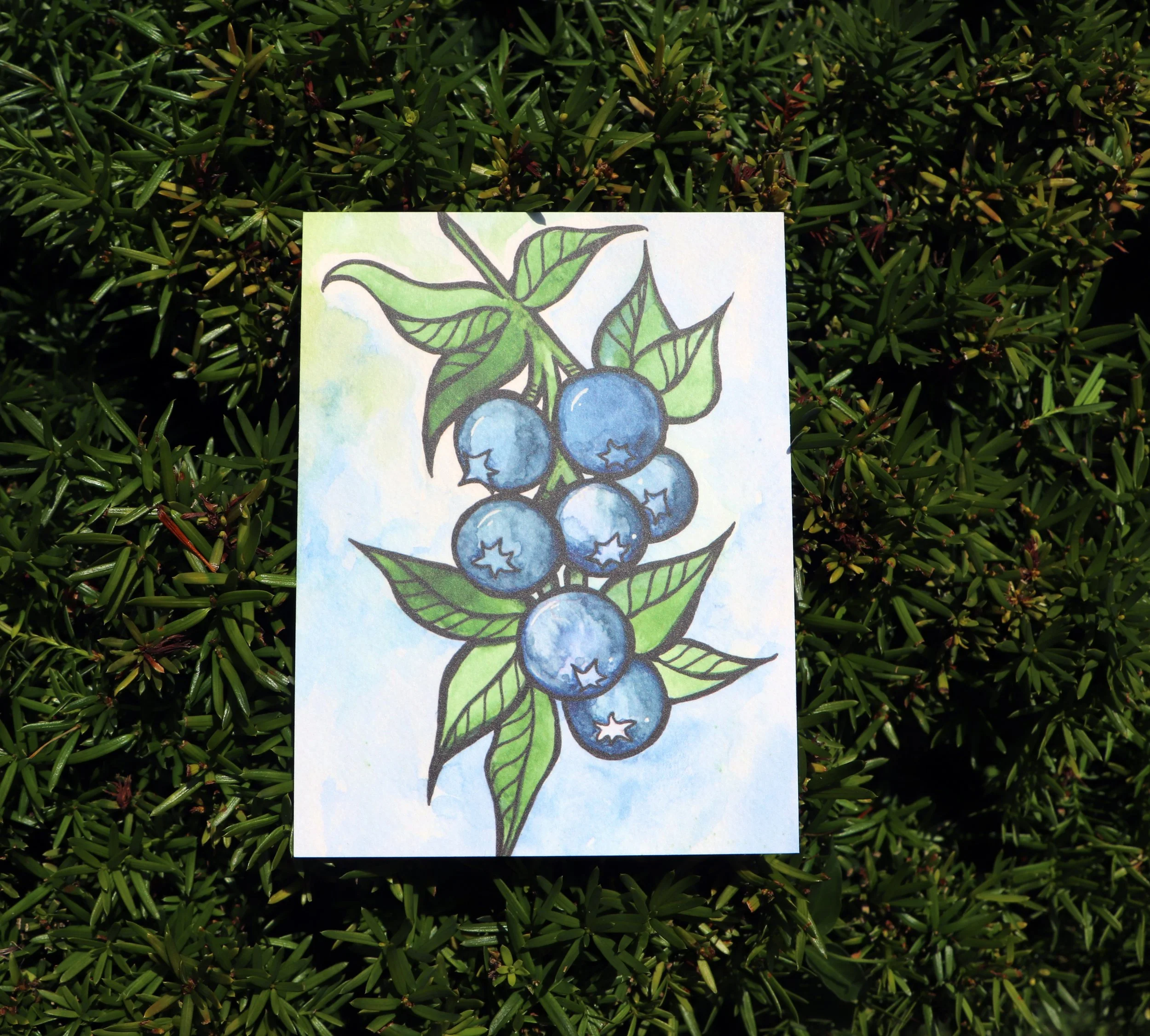 Drawing of blueberries with green leaves on a white background, placed on green bush leaves.