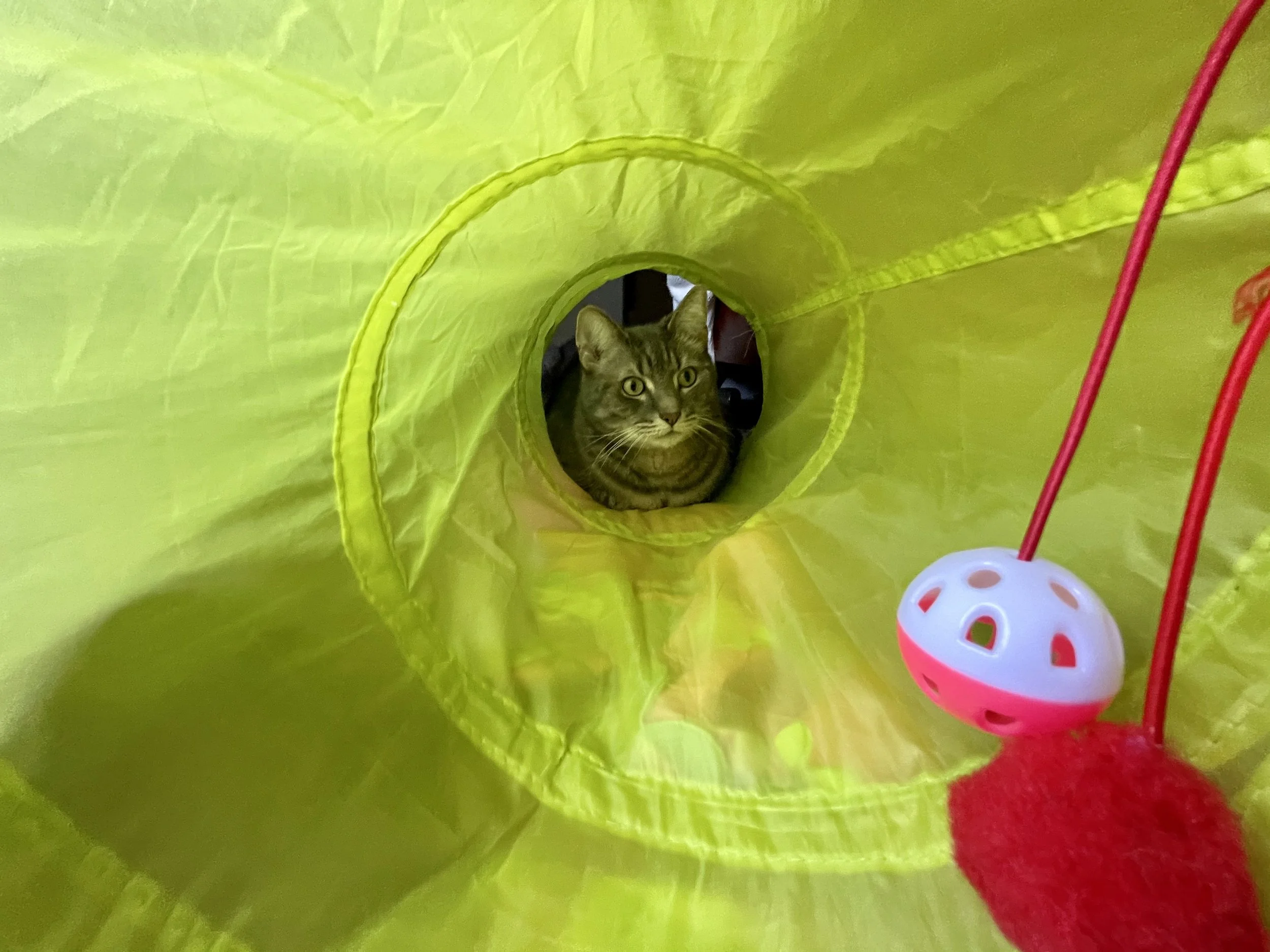 A tabby cat peeking out of a yellow play tunnel with red and pink accents, with a ball toy nearby.