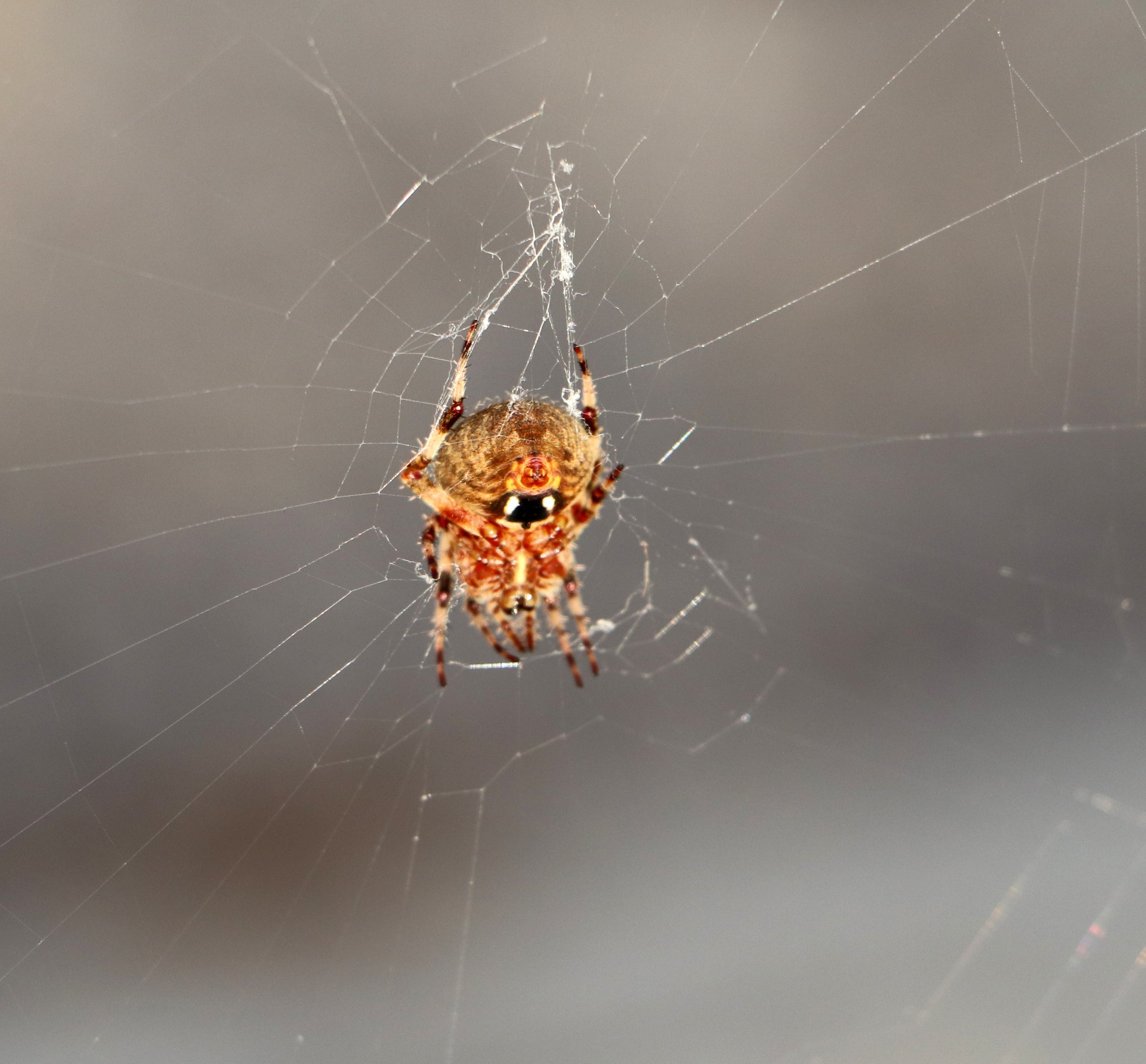 Spotted Orb Weaver