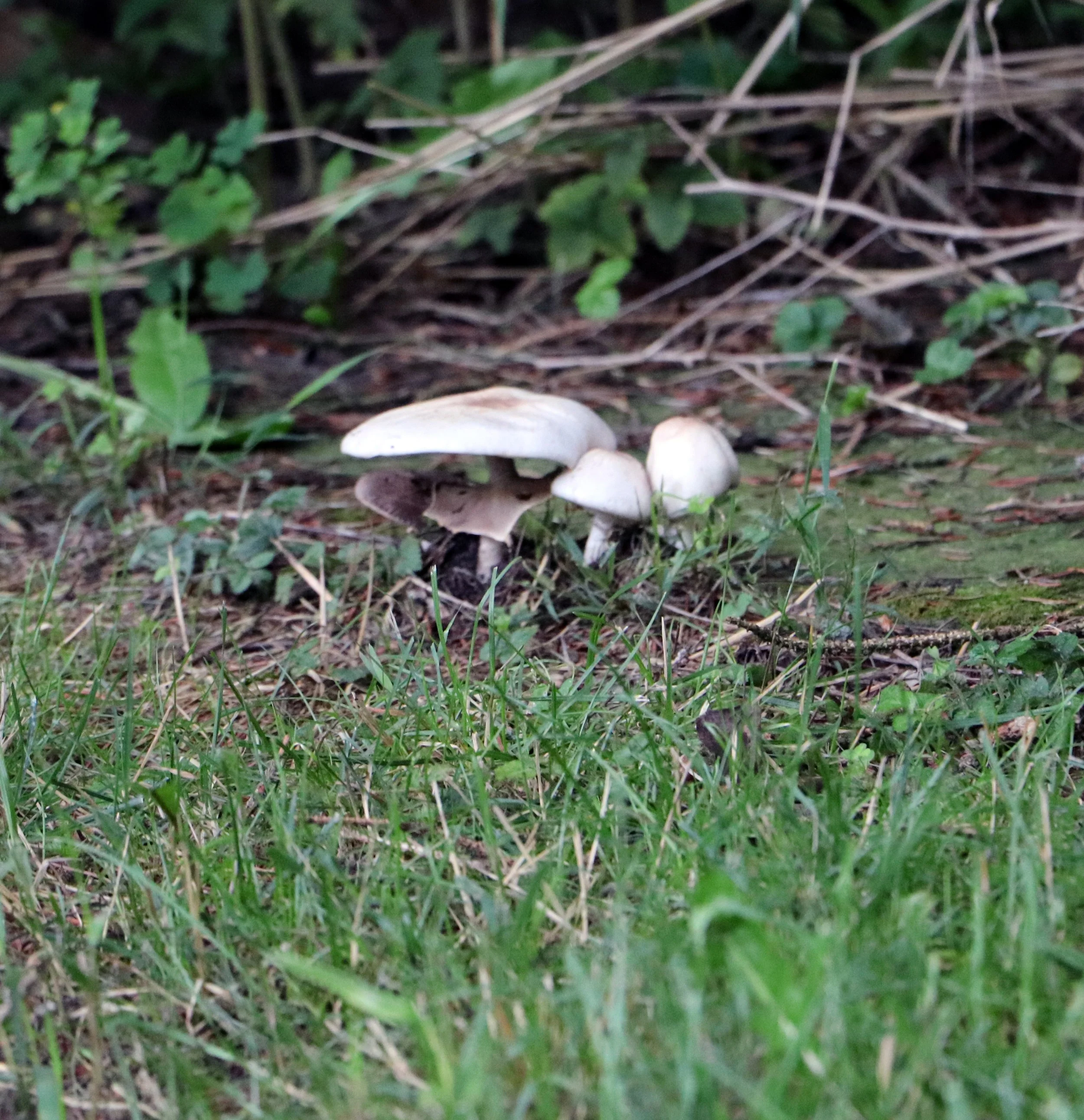 Cluster of white mushrooms growing in grass and soil surrounded by green plants and dried twigs.