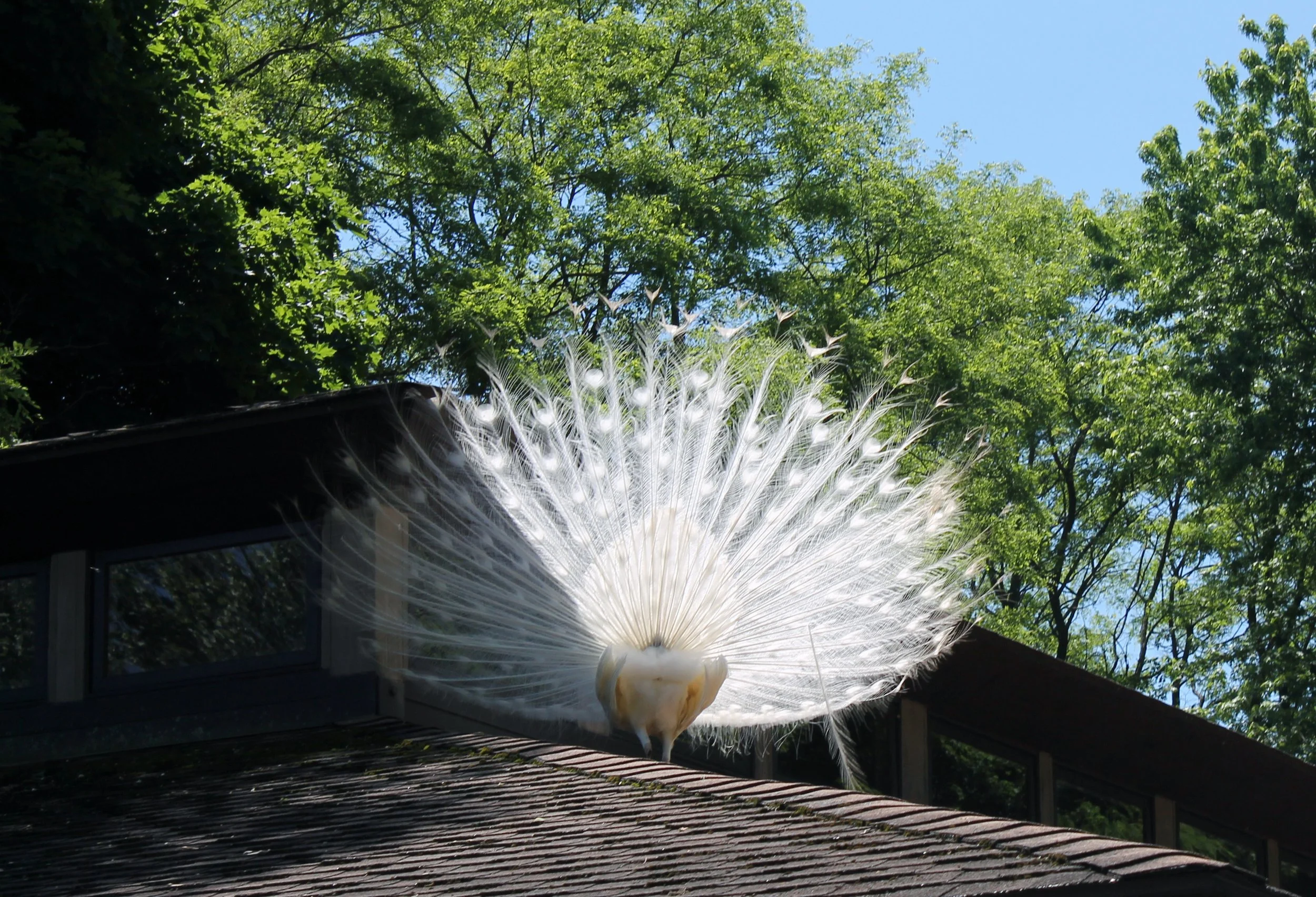albino peacock  "Let the peacock be your muse, inspiring you to embrace your individuality and shine with vibrant authenticity."