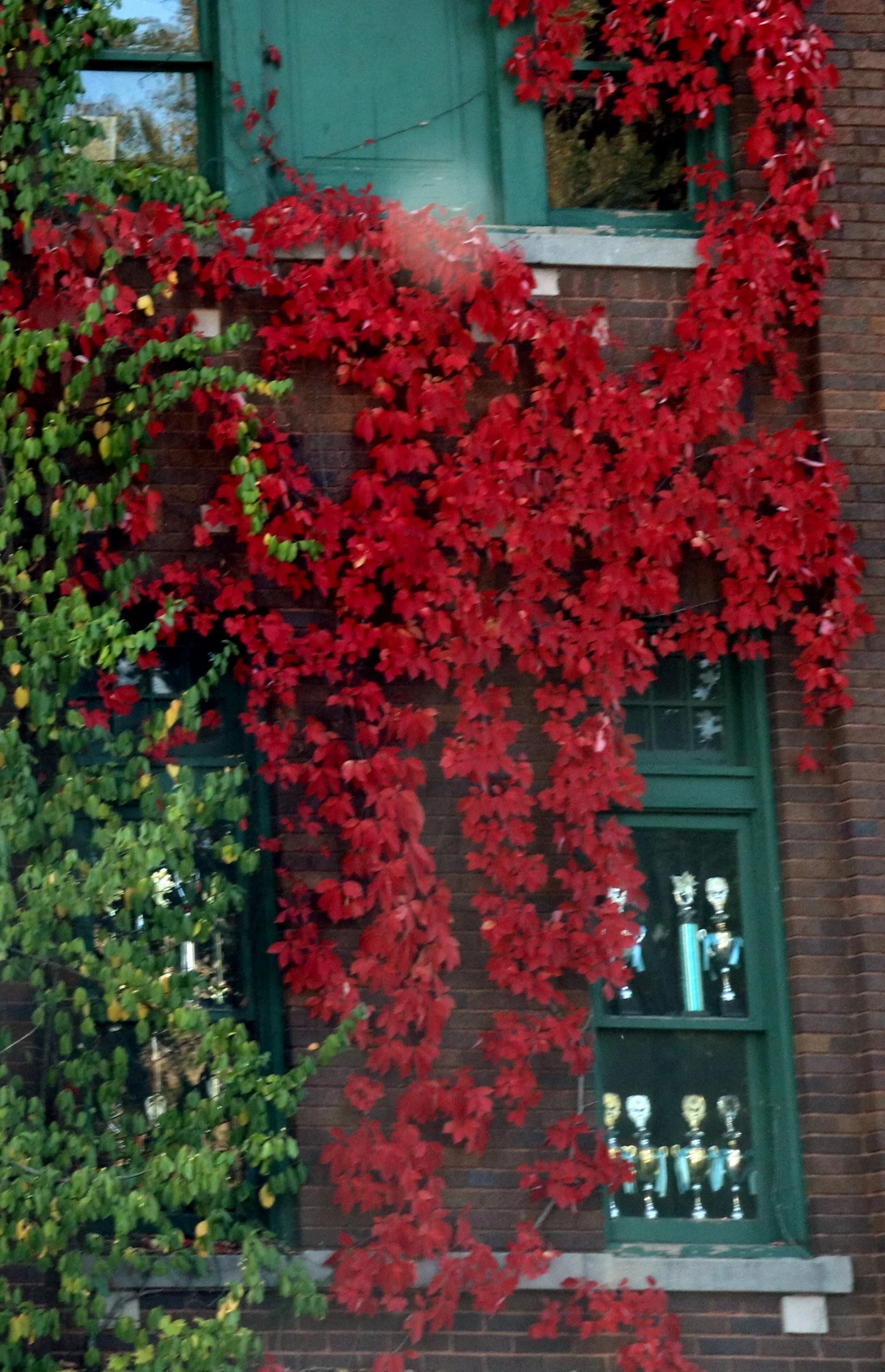 A brick building with a green window frame and green door, partially covered by vibrant red climbing vines. Inside the window, trophies are displayed.
