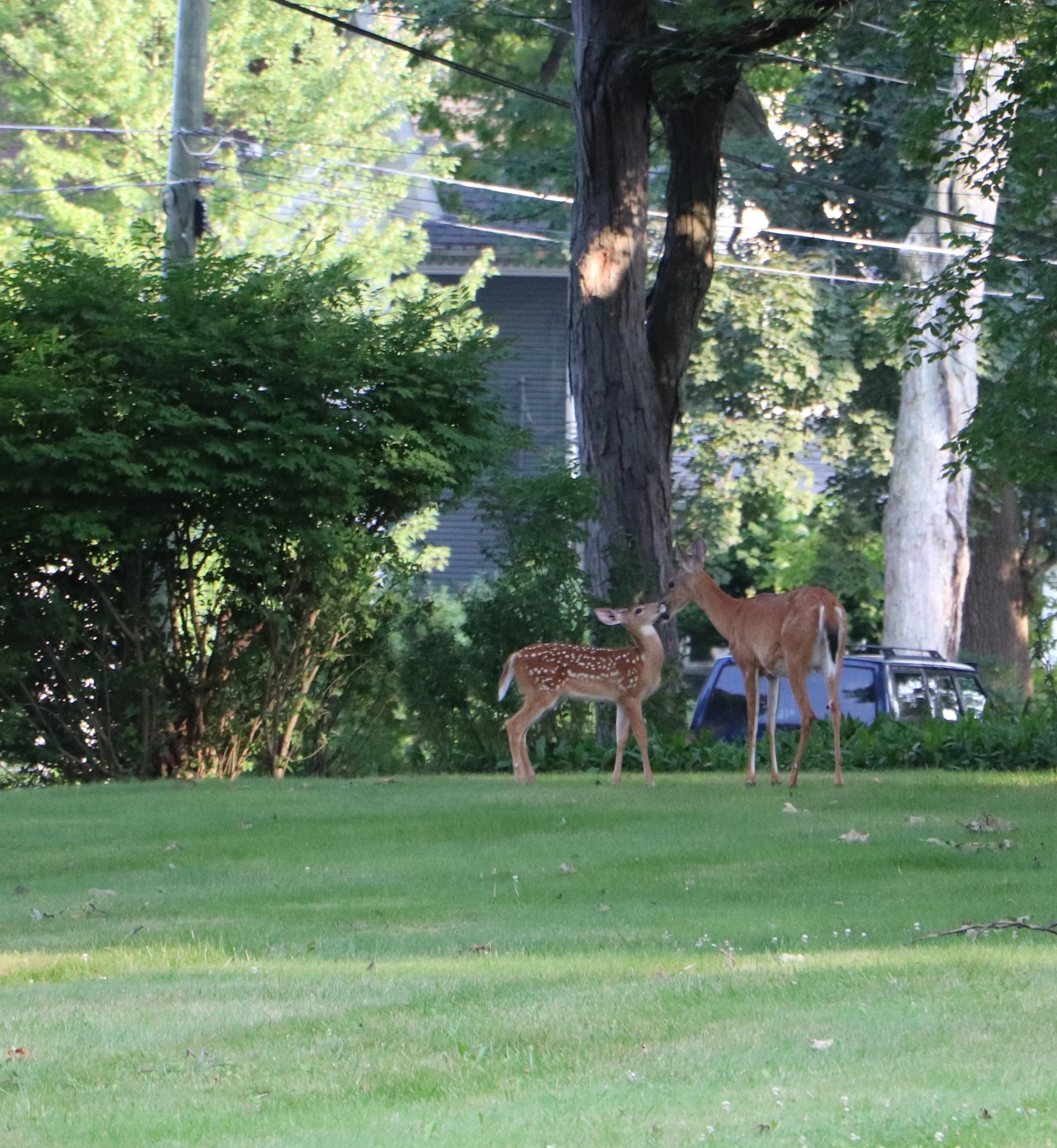Doe and Fawn in Marshall Michigan