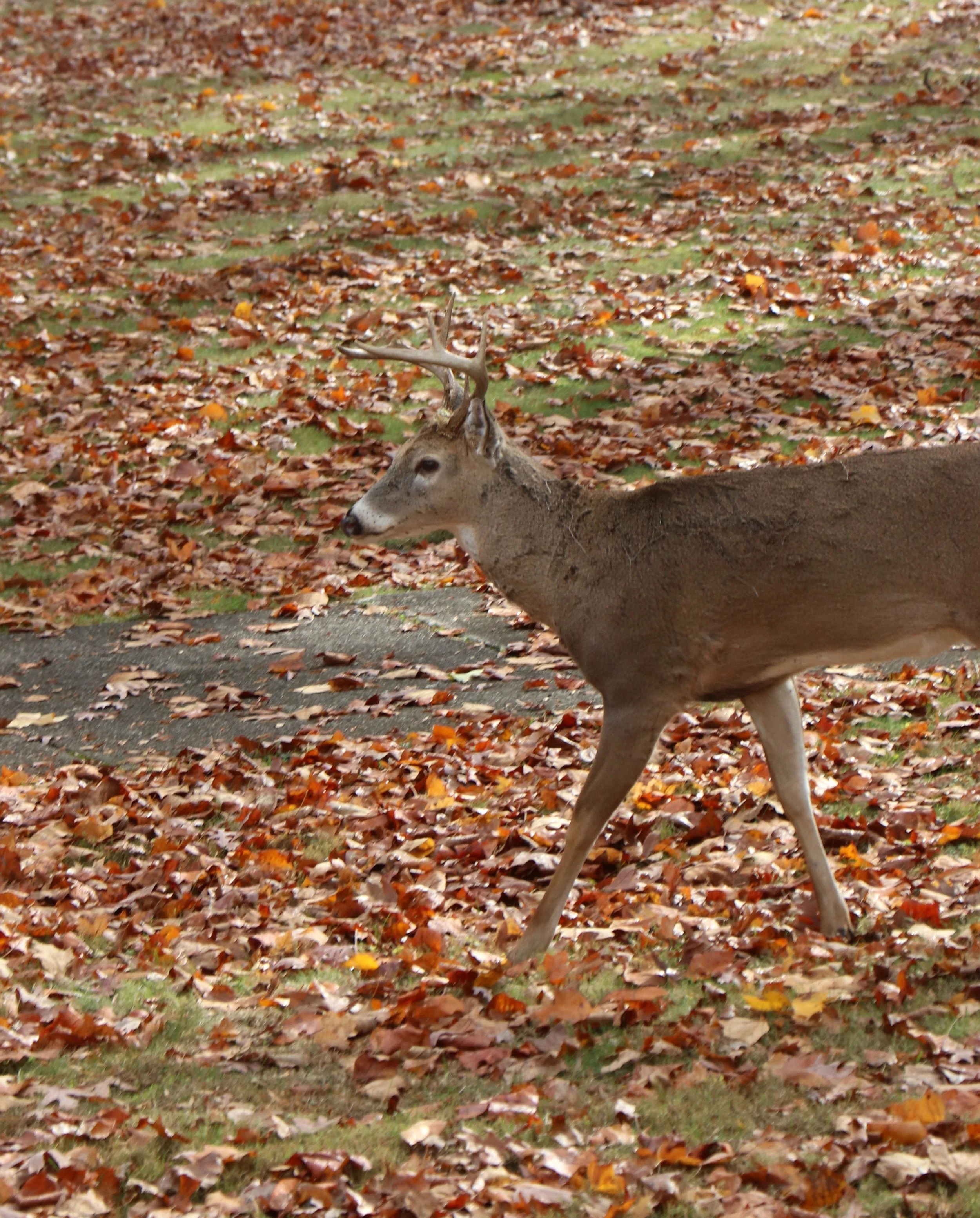 White Tailed Deer Buck
