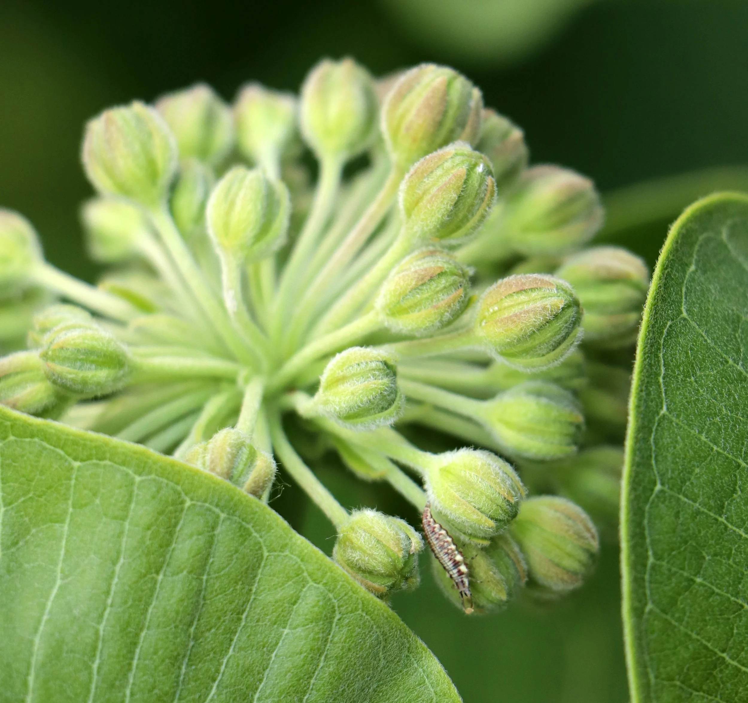 Milkweed