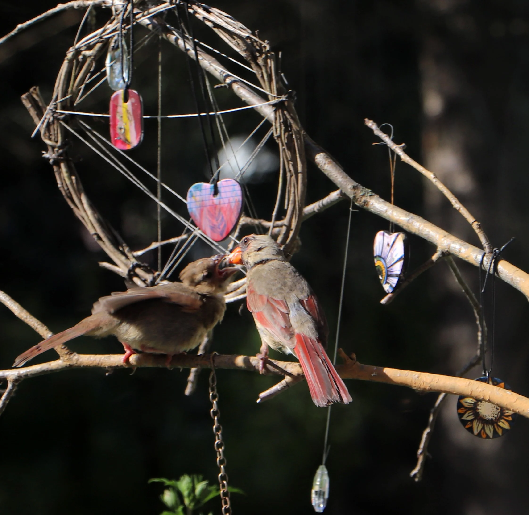 Female red cardinal feeding her young